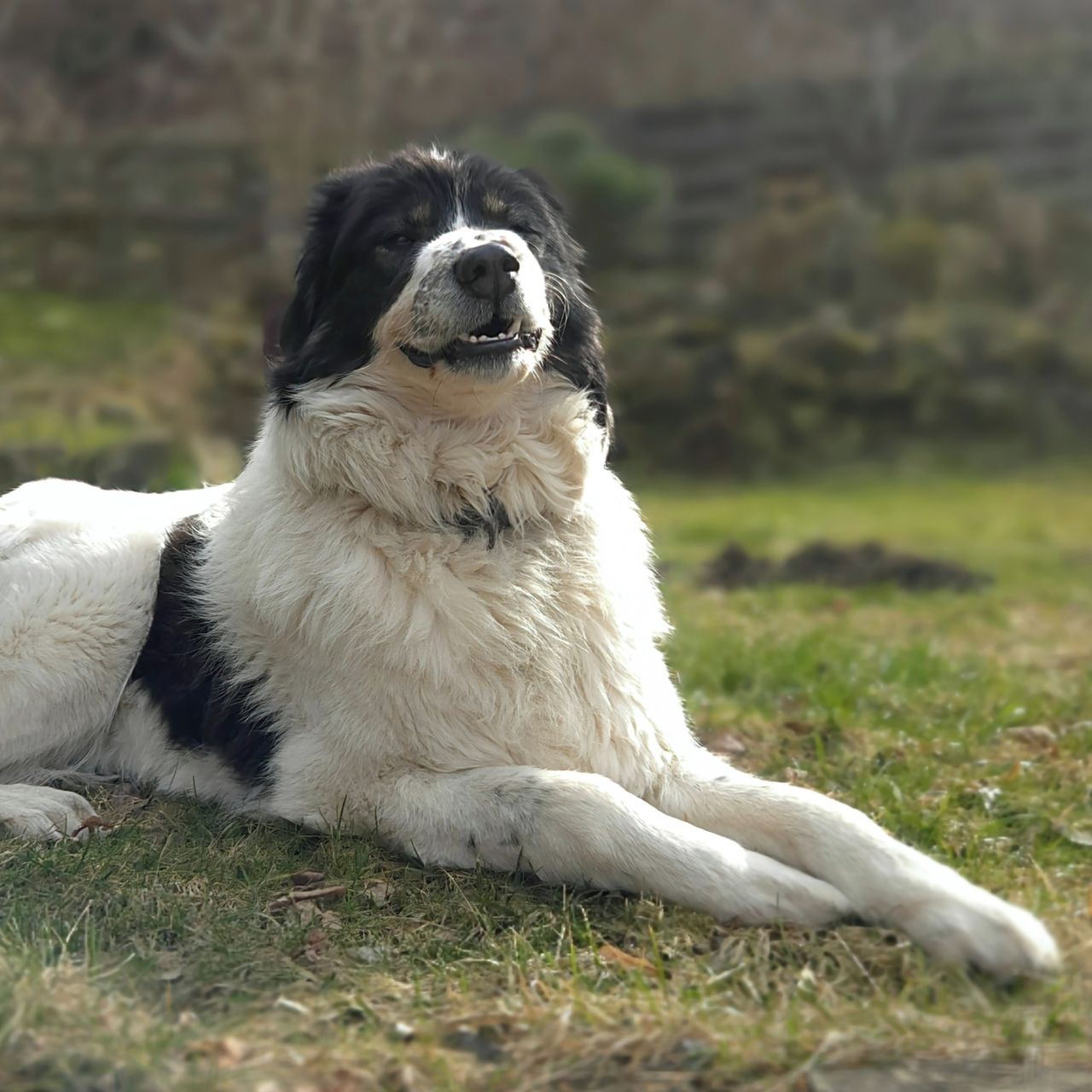 Soutěžní fotografie - Bailey,  Ostatní