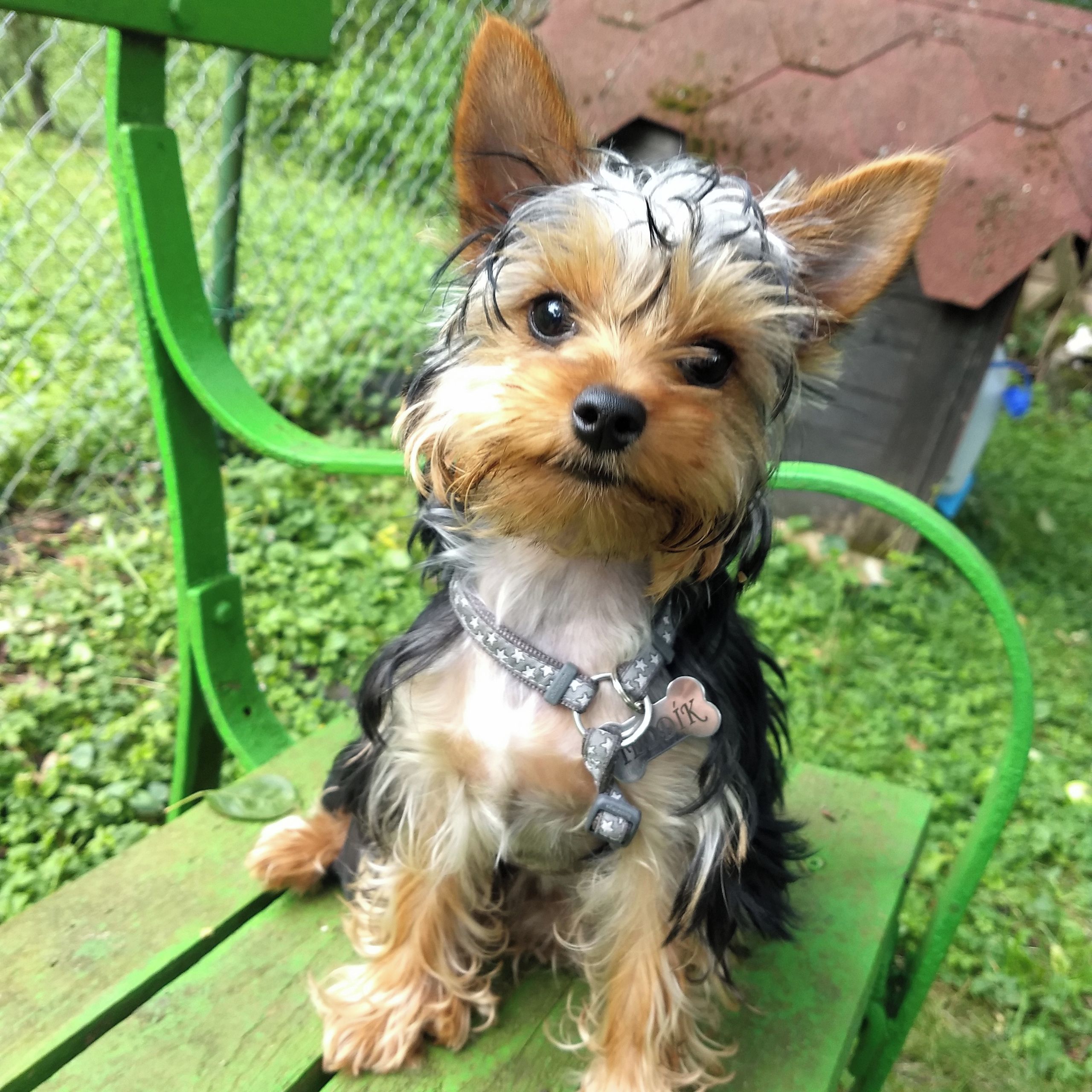 Soutěžní fotografie - Teddy,  Yorkšírský terier