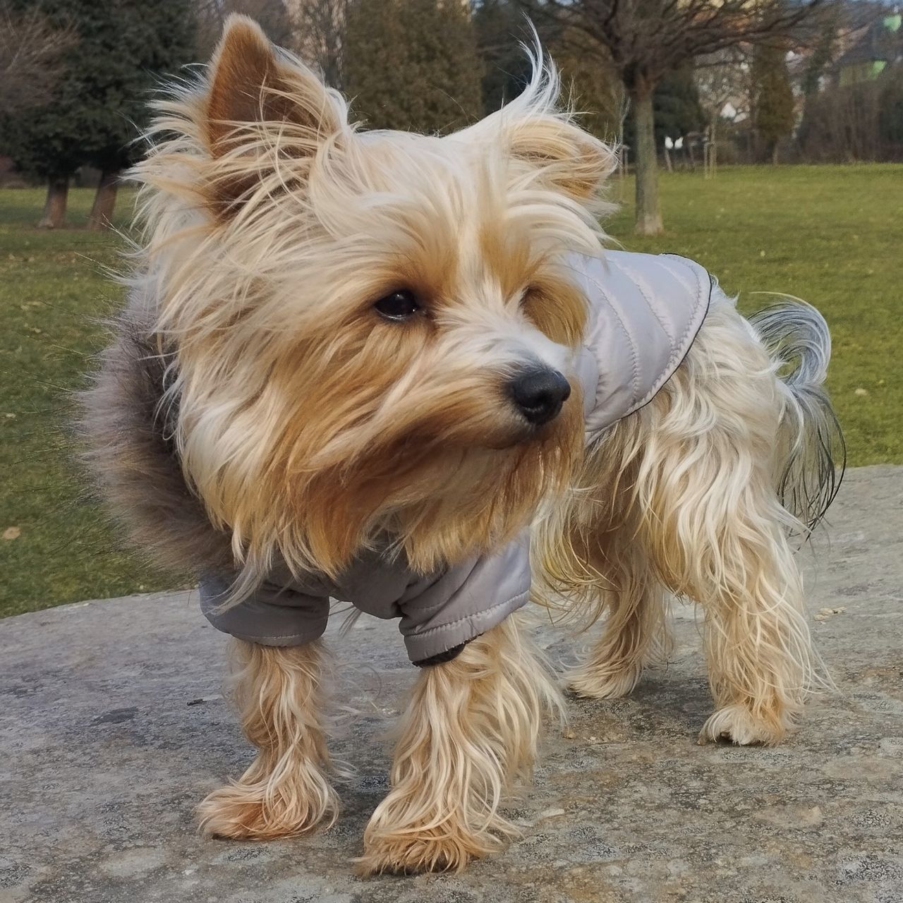 Soutěžní fotografie - Rocky,  Yorkšírský terier