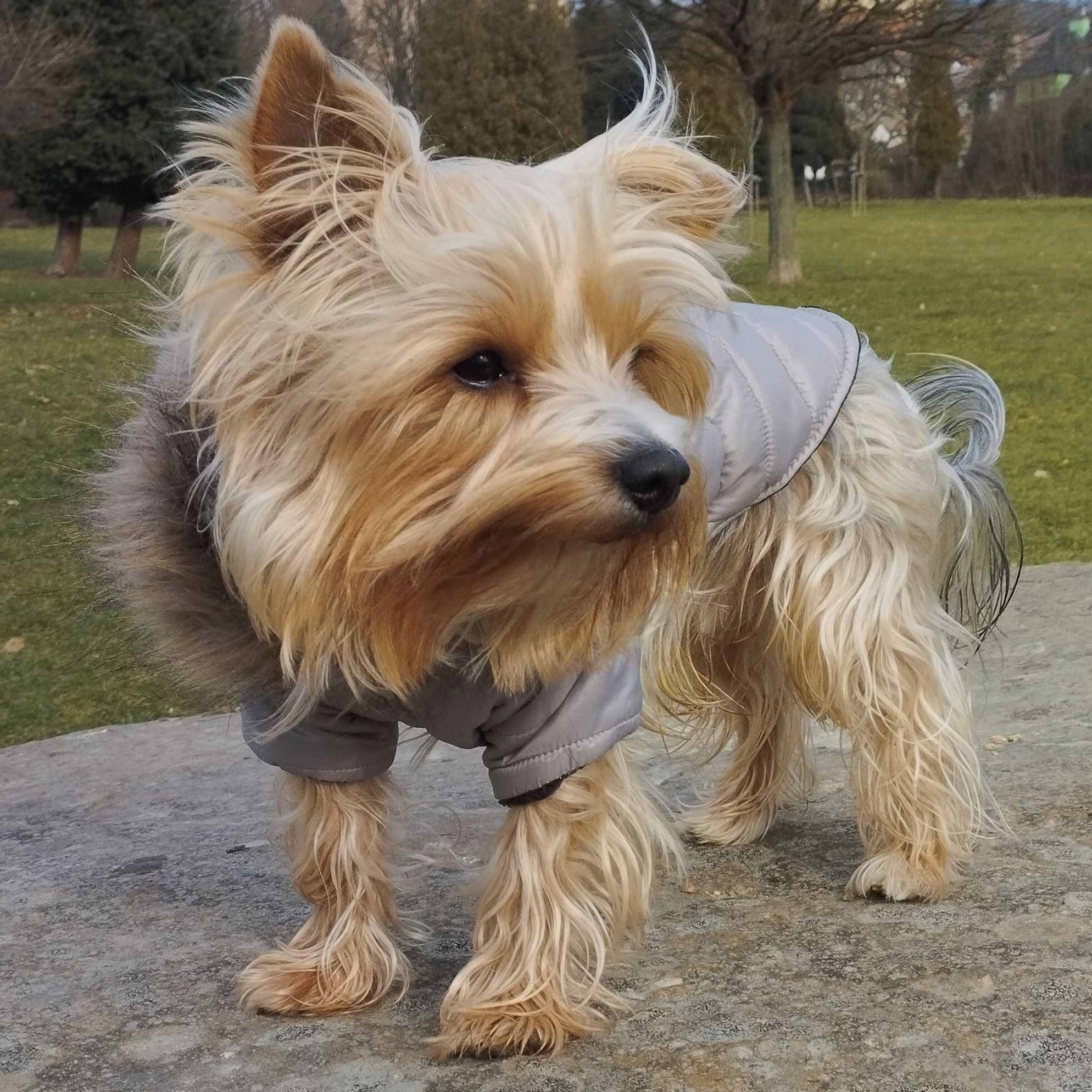 Soutěžní fotografie - Rocky,  Yorkšírský terier