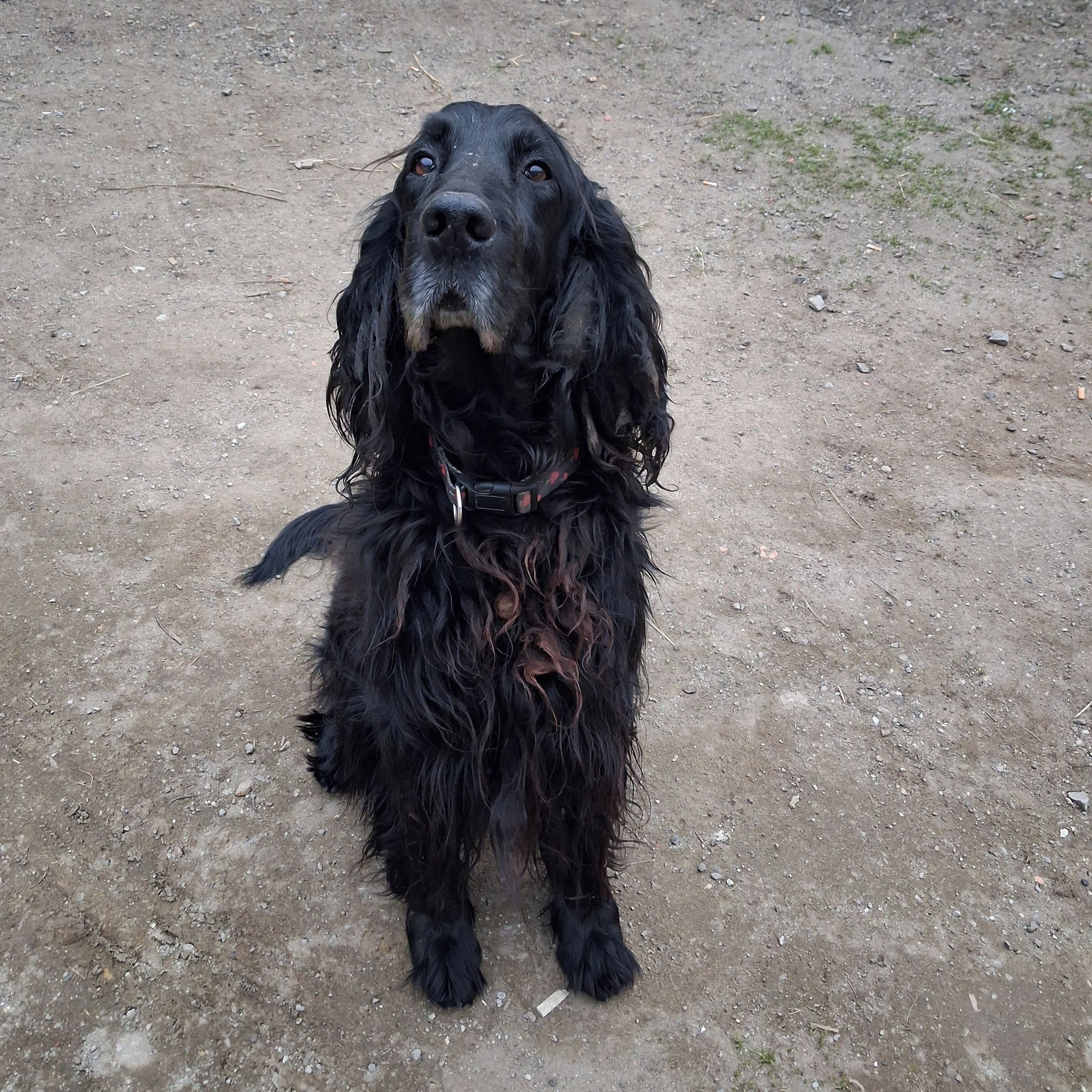 Soutěžní fotografie - Tonda,  Gordonsetr