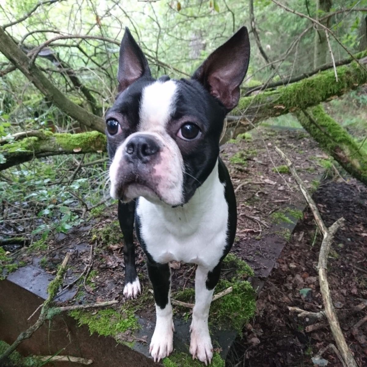 Soutěžní fotografie - Willy,  Bostonský terier