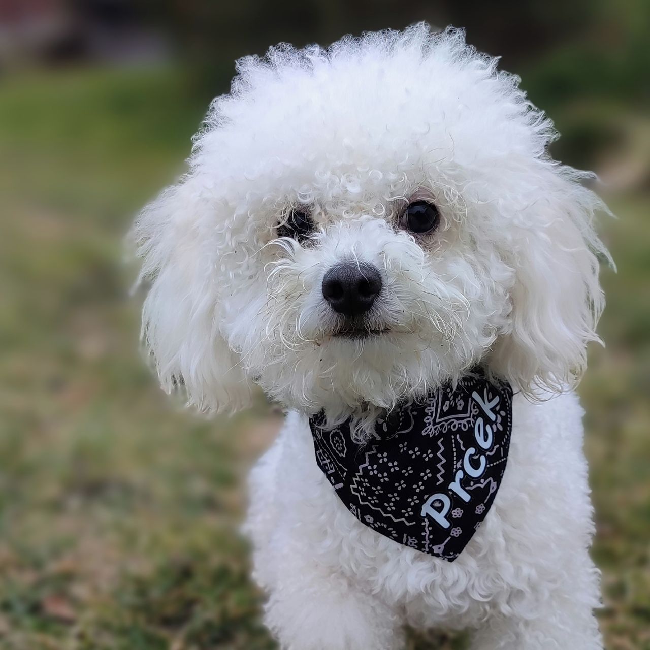 Soutěžní fotografie - Berthíček,  Boloňský psík