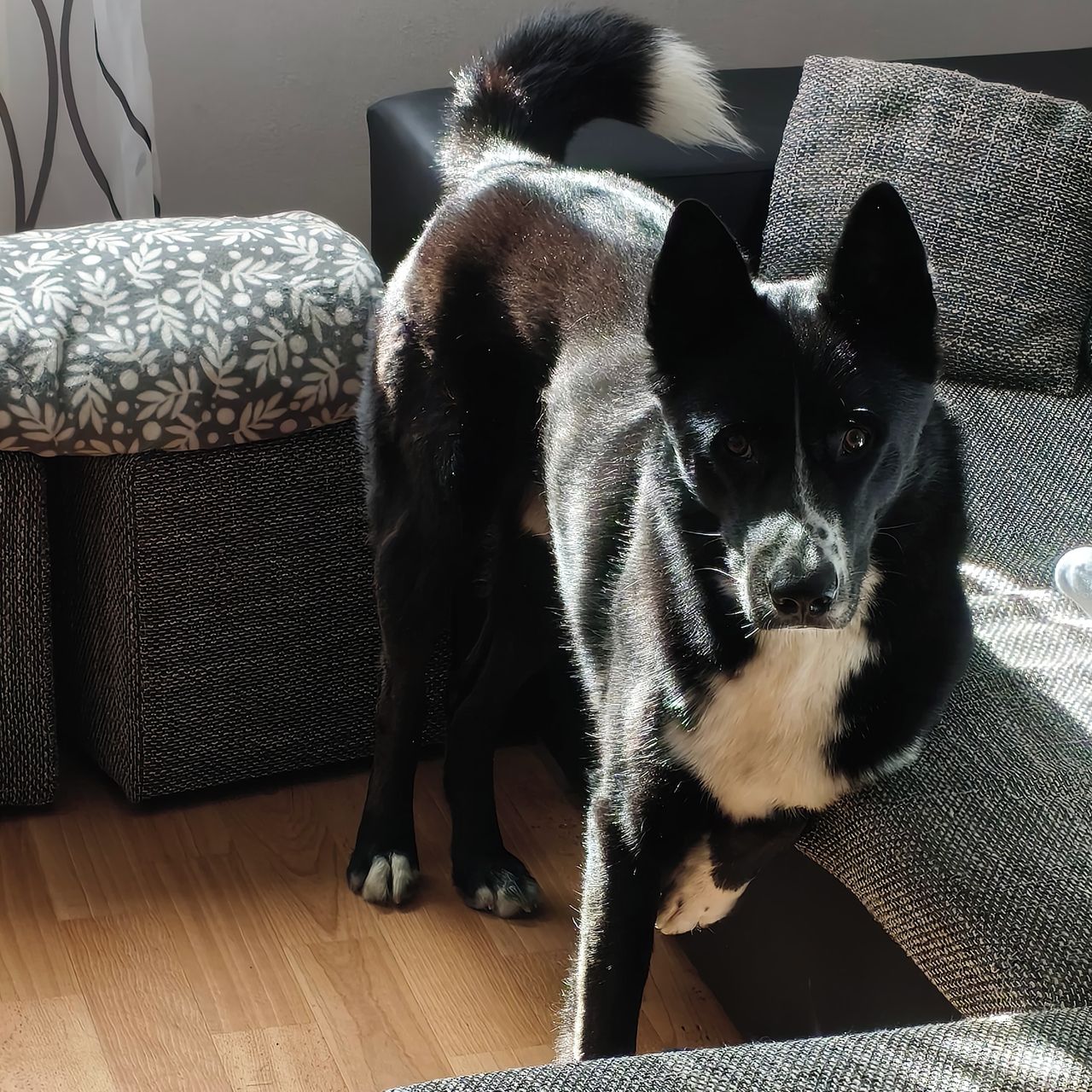 Soutěžní fotografie - Puppy,  Ostatní