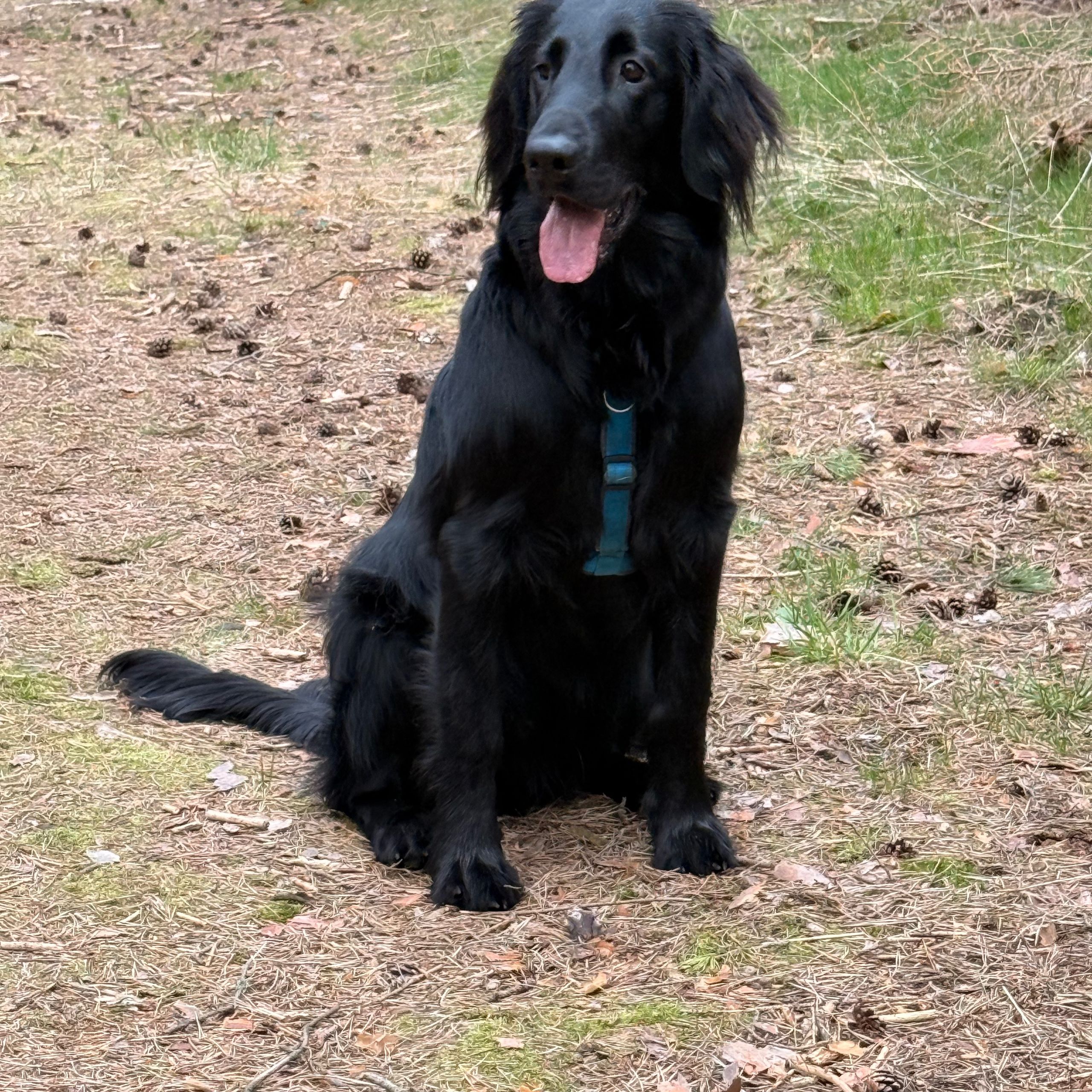Soutěžní fotografie - Blesk,  Flat Coated Retriever