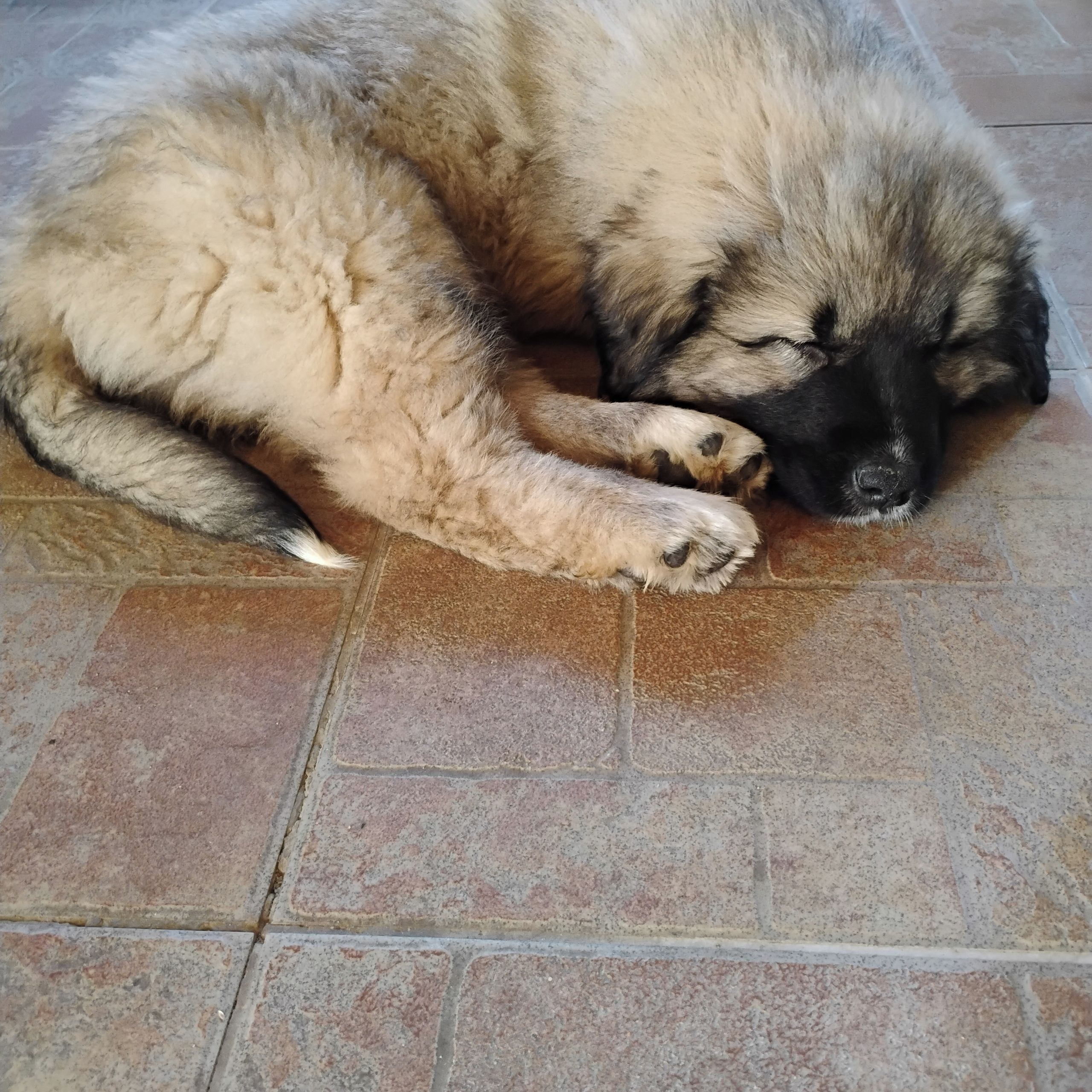 Soutěžní fotografie - Eby,  Leonberger
