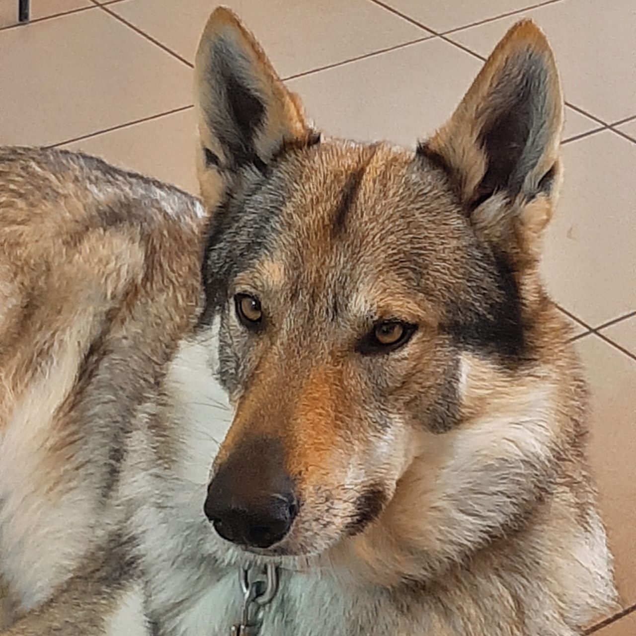 Soutěžní fotografie - Radynek,  Československý vlčák