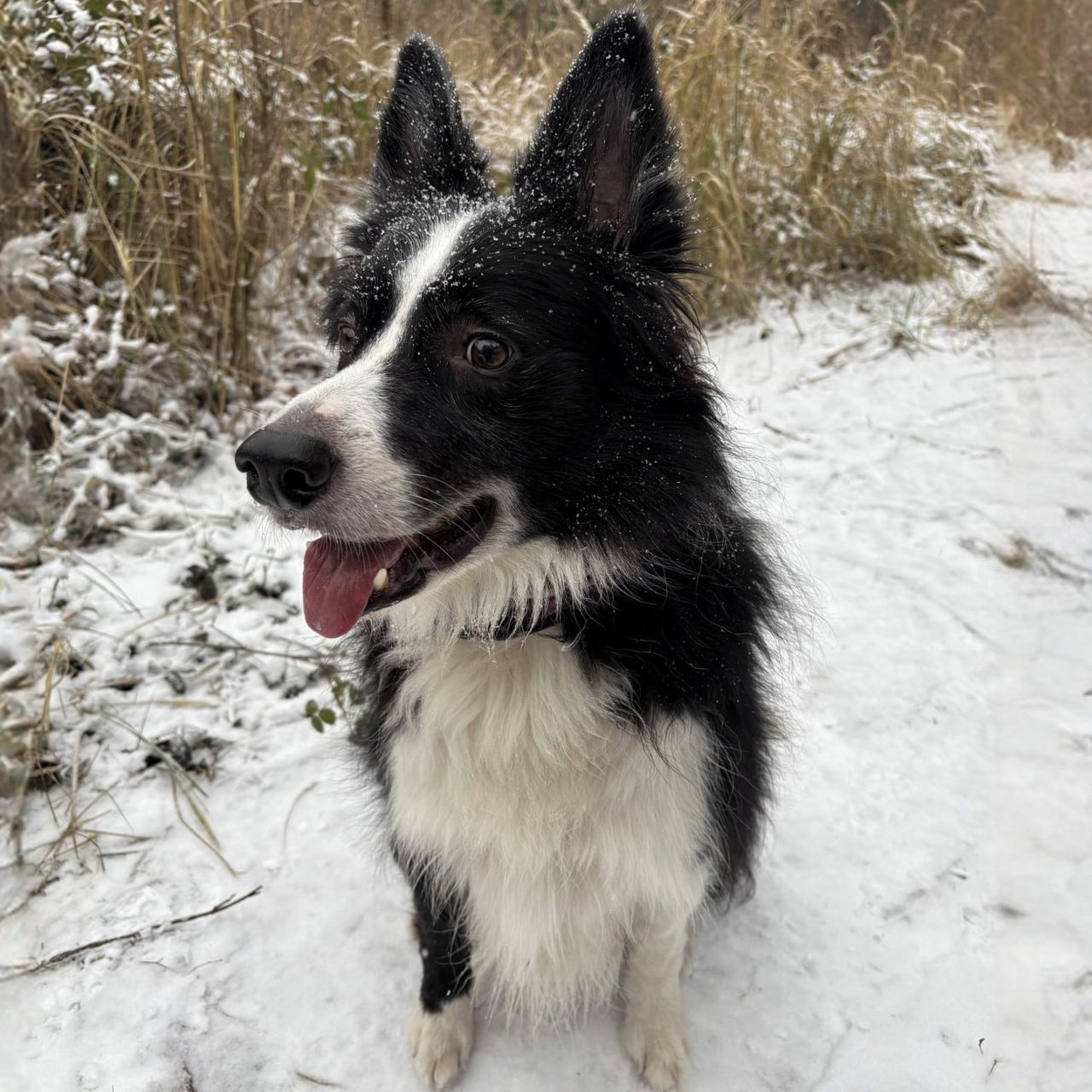 Soutěžní fotografie - Monty,  Border kolie