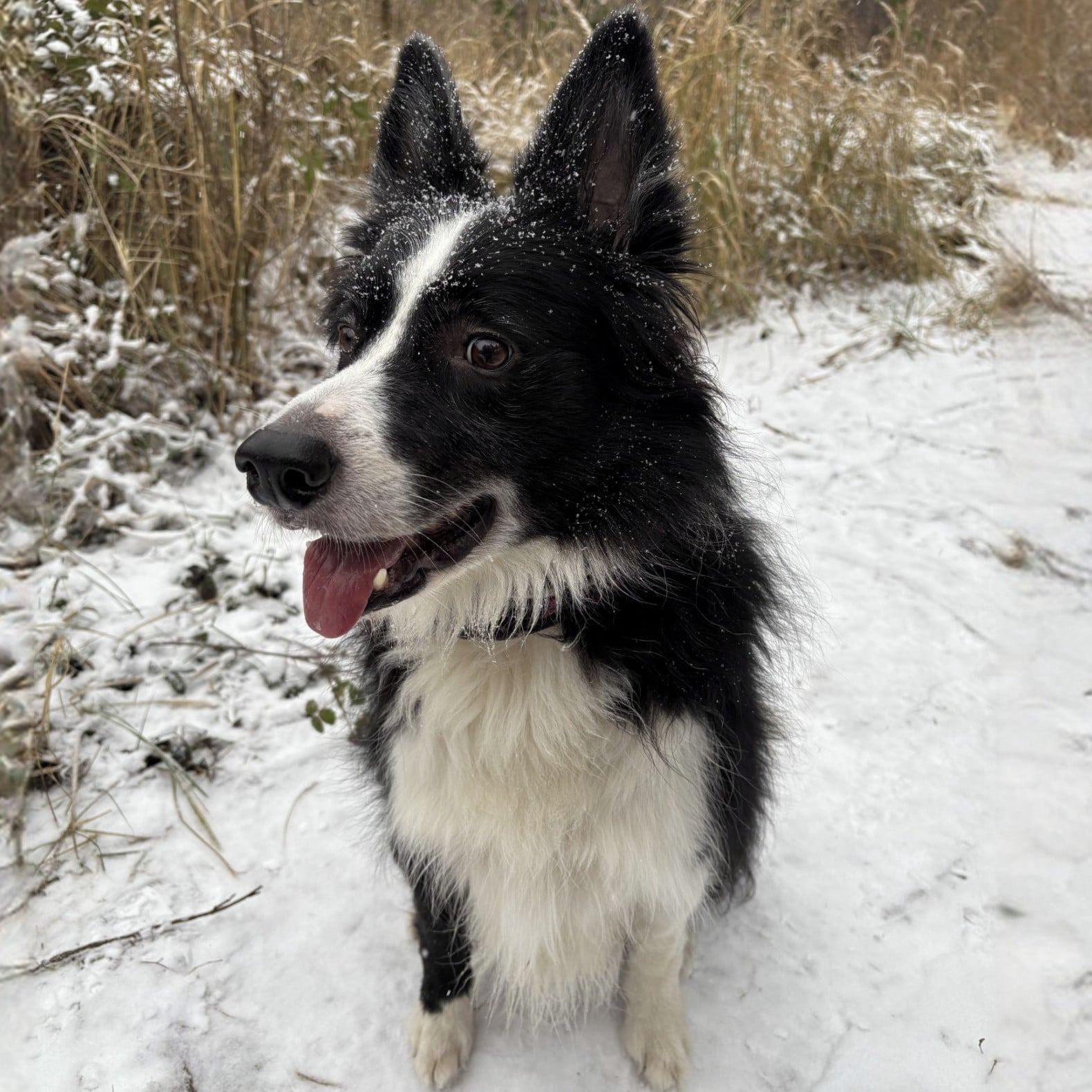 Soutěžní fotografie - Monty,  Border kolie