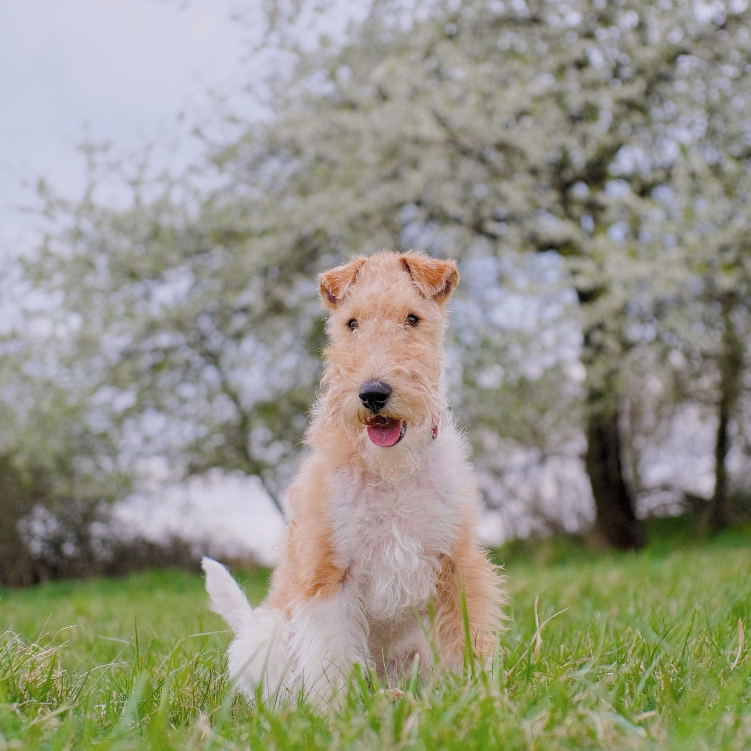 Soutěžní fotografie - Robin,  Foxterier drsnosrstý