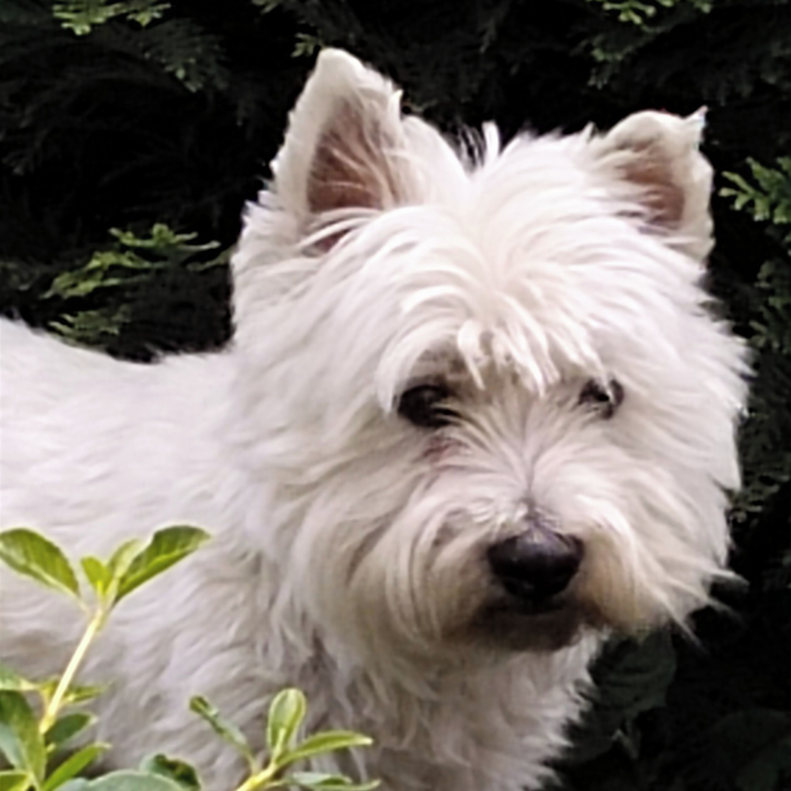 Soutěžní fotografie - Alvínek,  West Highland White Terrier