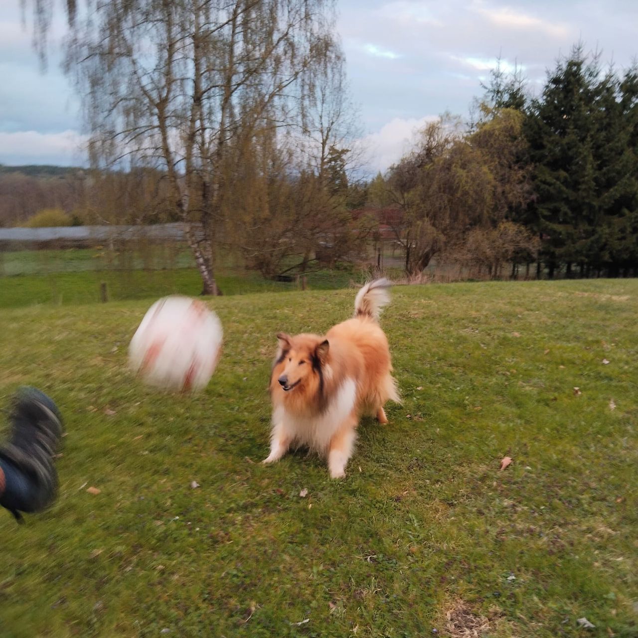 Soutěžní fotografie - Kion,  Kolie dlouhosrstá