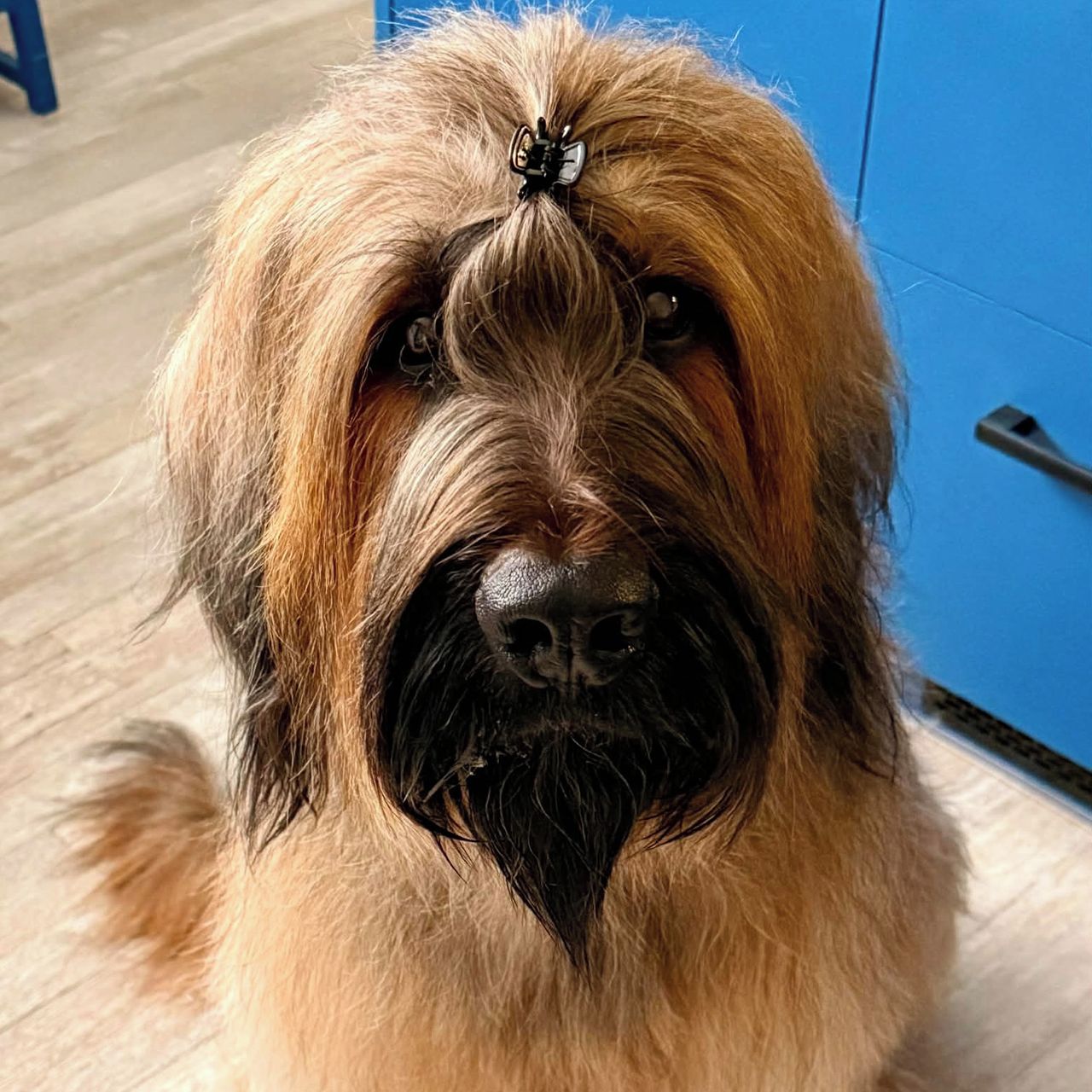 Soutěžní fotografie - Dante,  Briard