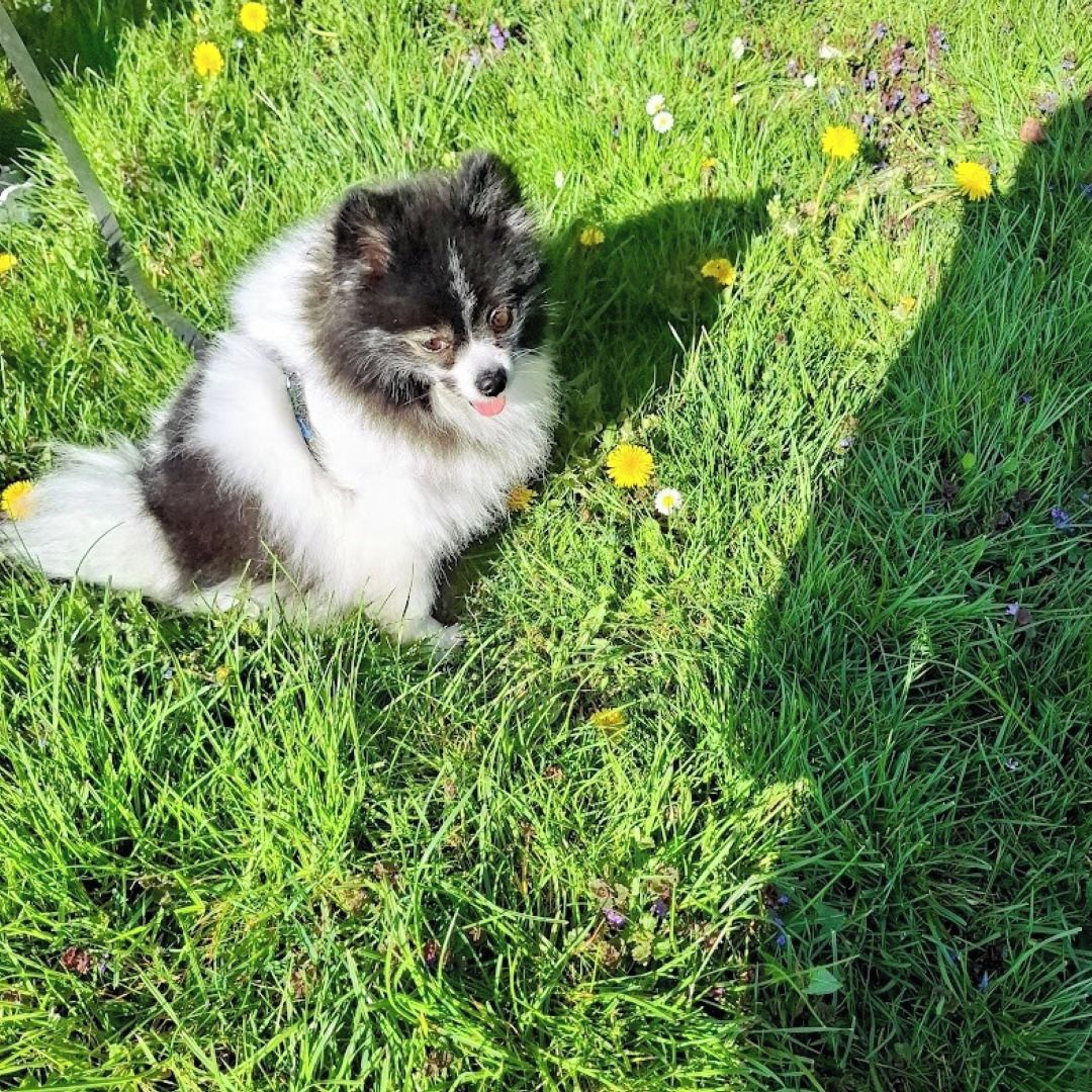 Soutěžní fotografie - Fanynka,  Německý špic trpasličí