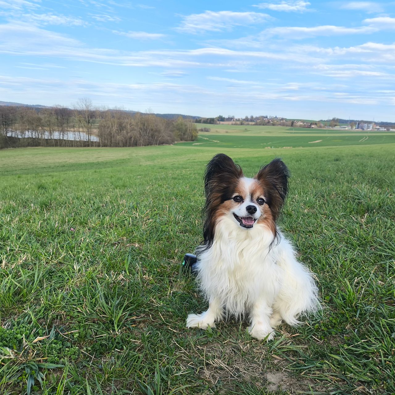 Soutěžní fotografie - Bolt,  Papillon
