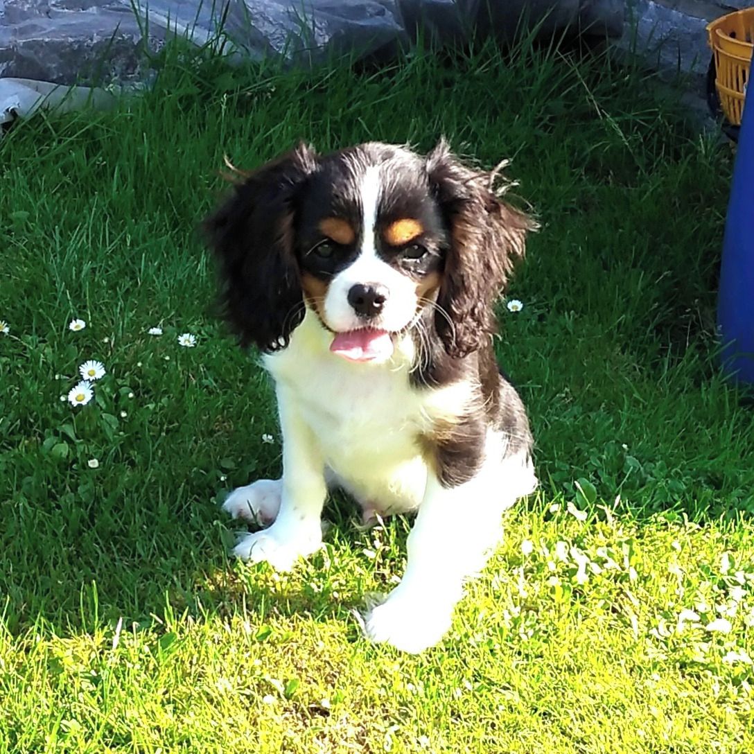 Soutěžní fotografie - Badoušek,  Kavalír King Charles španěl