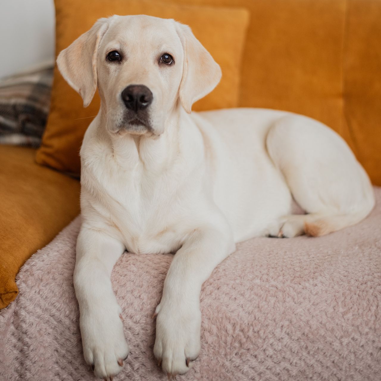 Soutěžní fotografie - Merlin,  Labradorský retriever