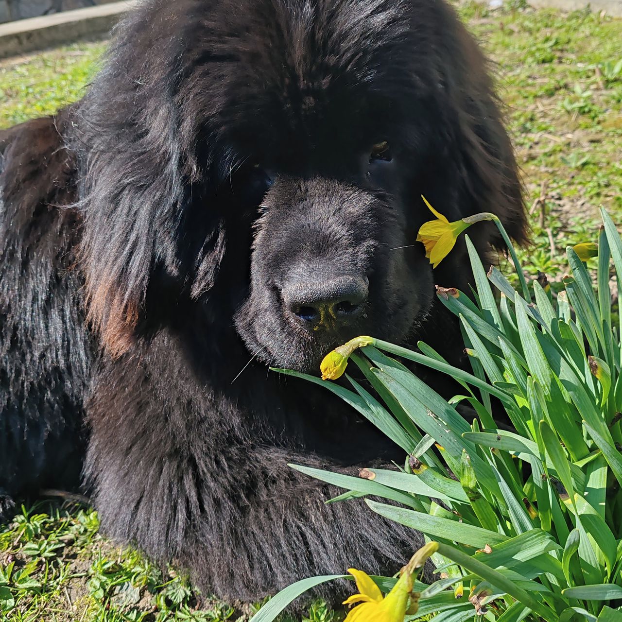 Soutěžní fotografie - Bastien,  Novofundlandský pes
