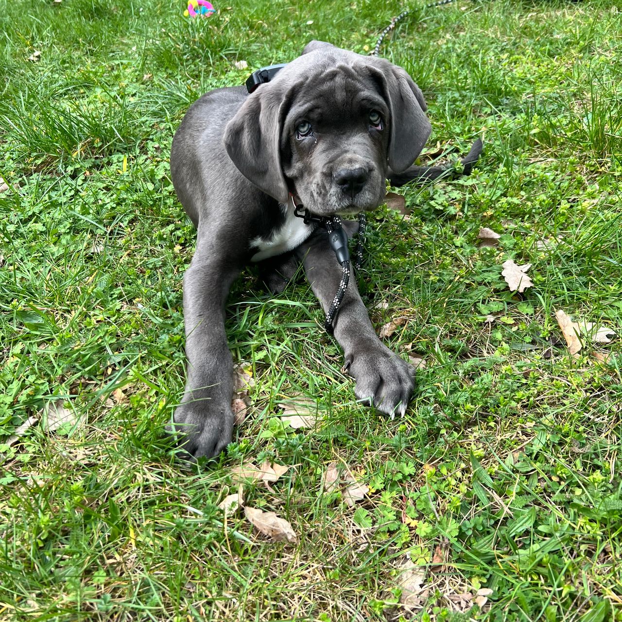 Soutěžní fotografie - Bono,  Italský corso pes