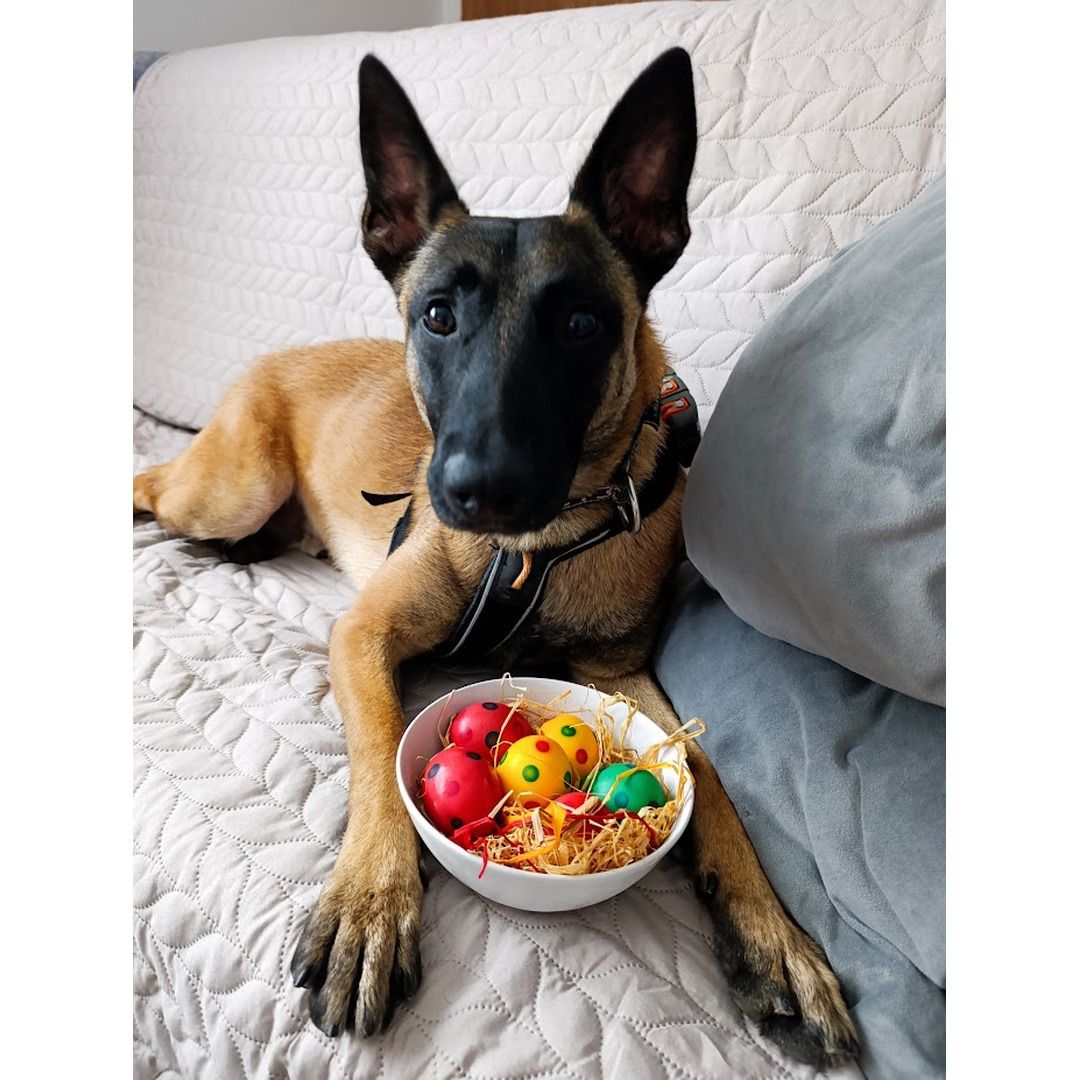 Soutěžní fotografie - Leo,  Belgický ovčák - Malinois