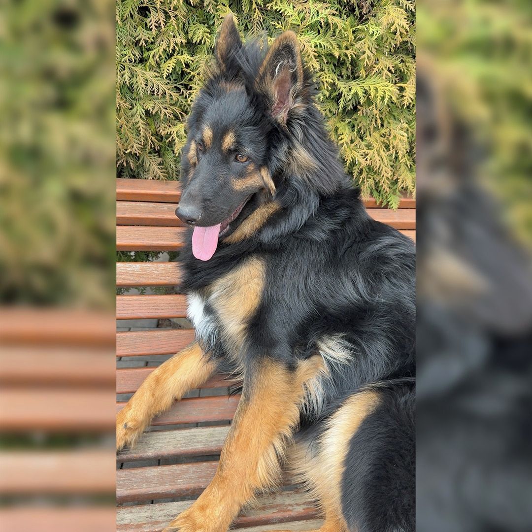 Soutěžní fotografie - Ben,  Chodský pes