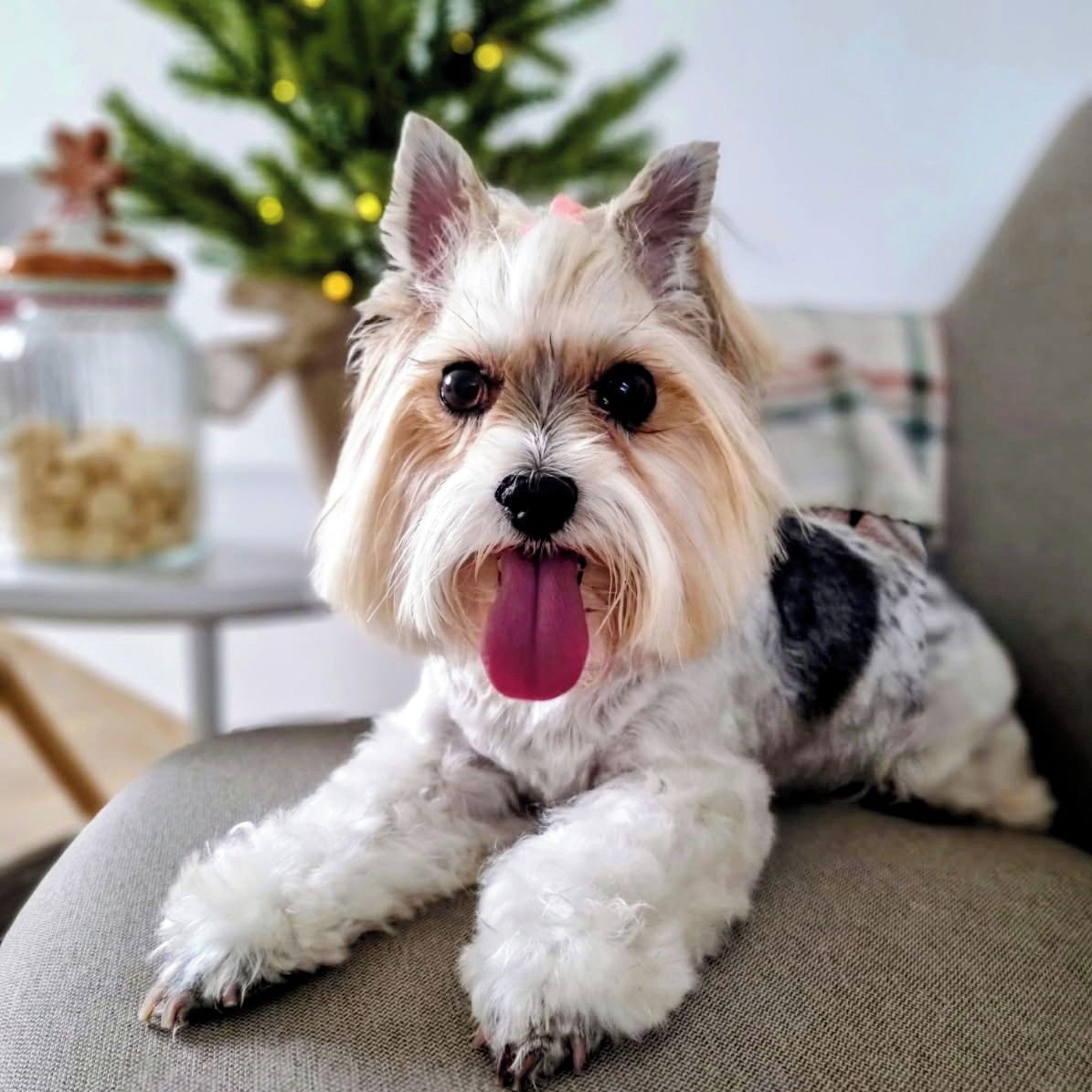 Soutěžní fotografie - Lilli,  Yorkšírský terier