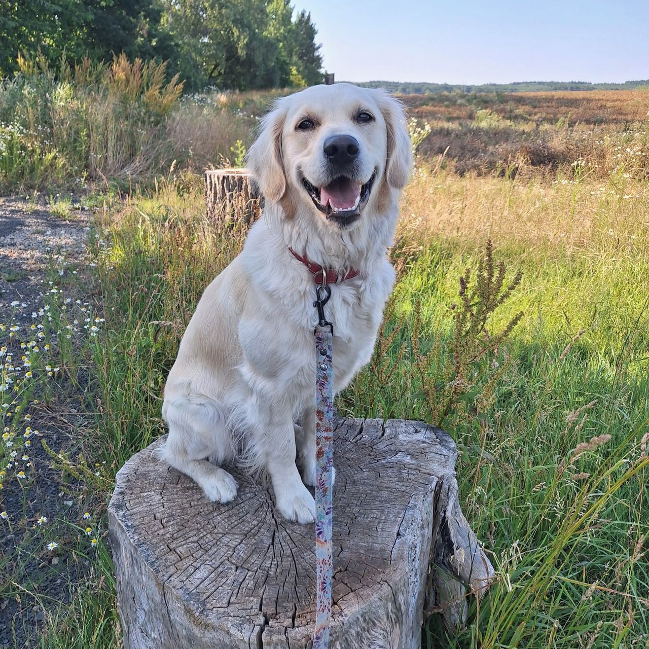 Soutěžní fotografie - Carmen,  Zlatý retriever