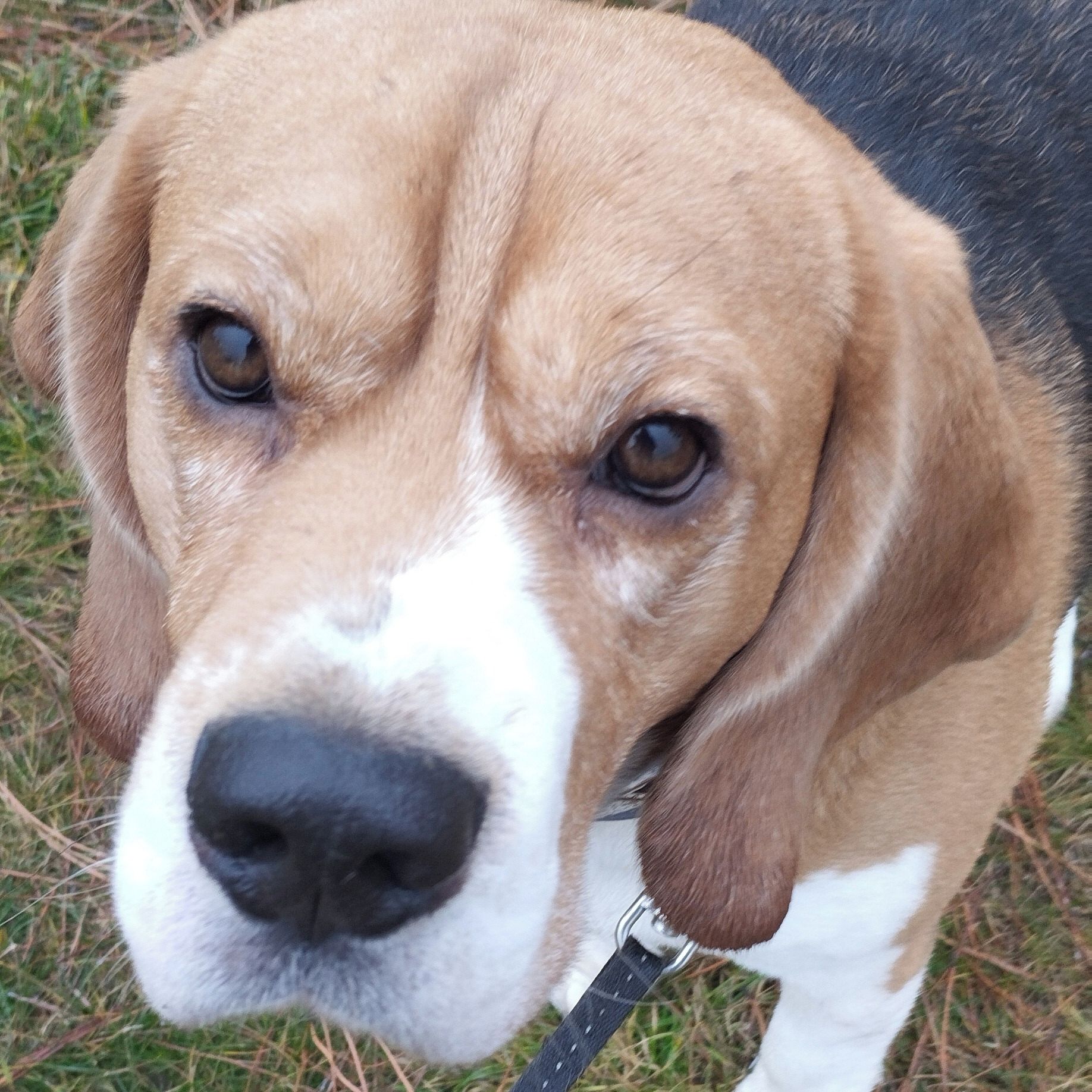 Soutěžní fotografie - Bedřich,  Beagle