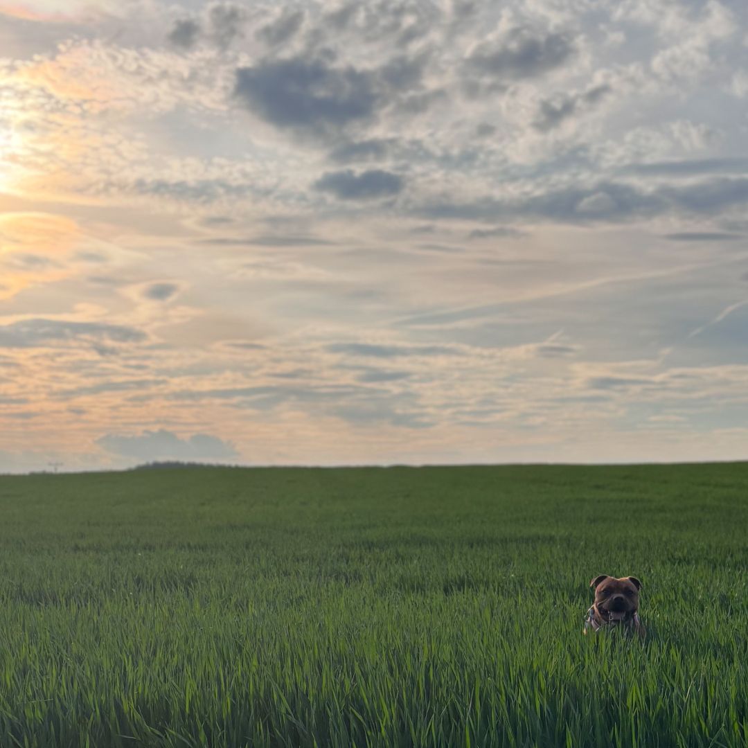 Soutěžní fotografie - Leuška,  Stafordšírský bullterier