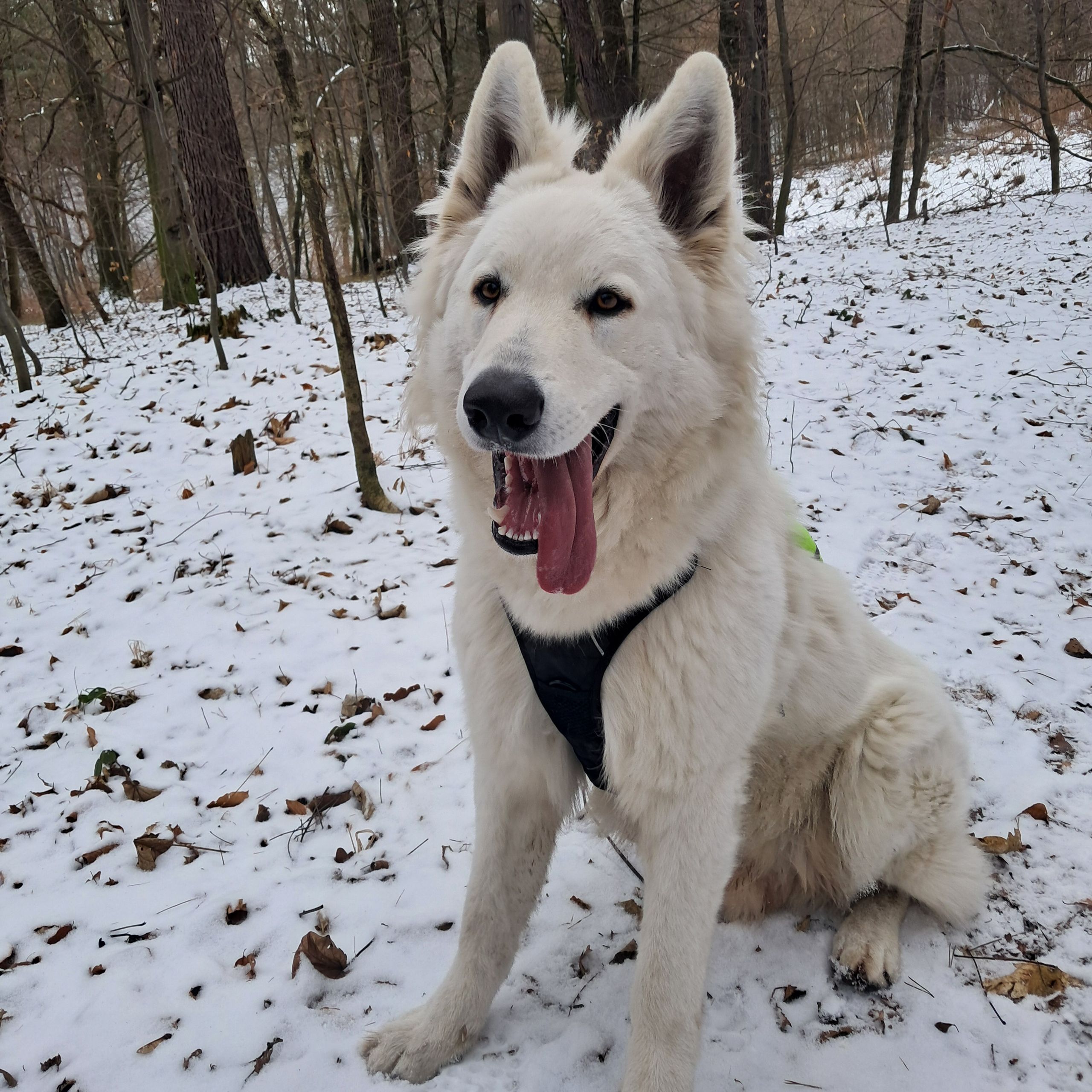 Soutěžní fotografie - Benedikt,  Bílý švýcarský ovčák