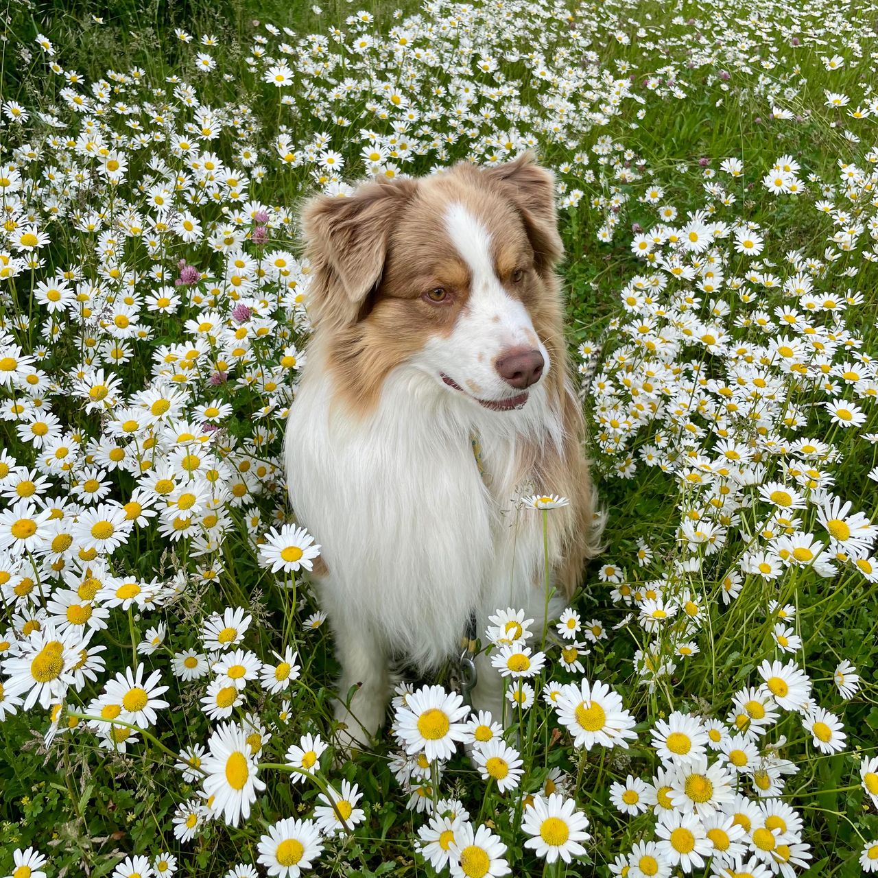 Soutěžní fotografie - Marvin,  Australský ovčák
