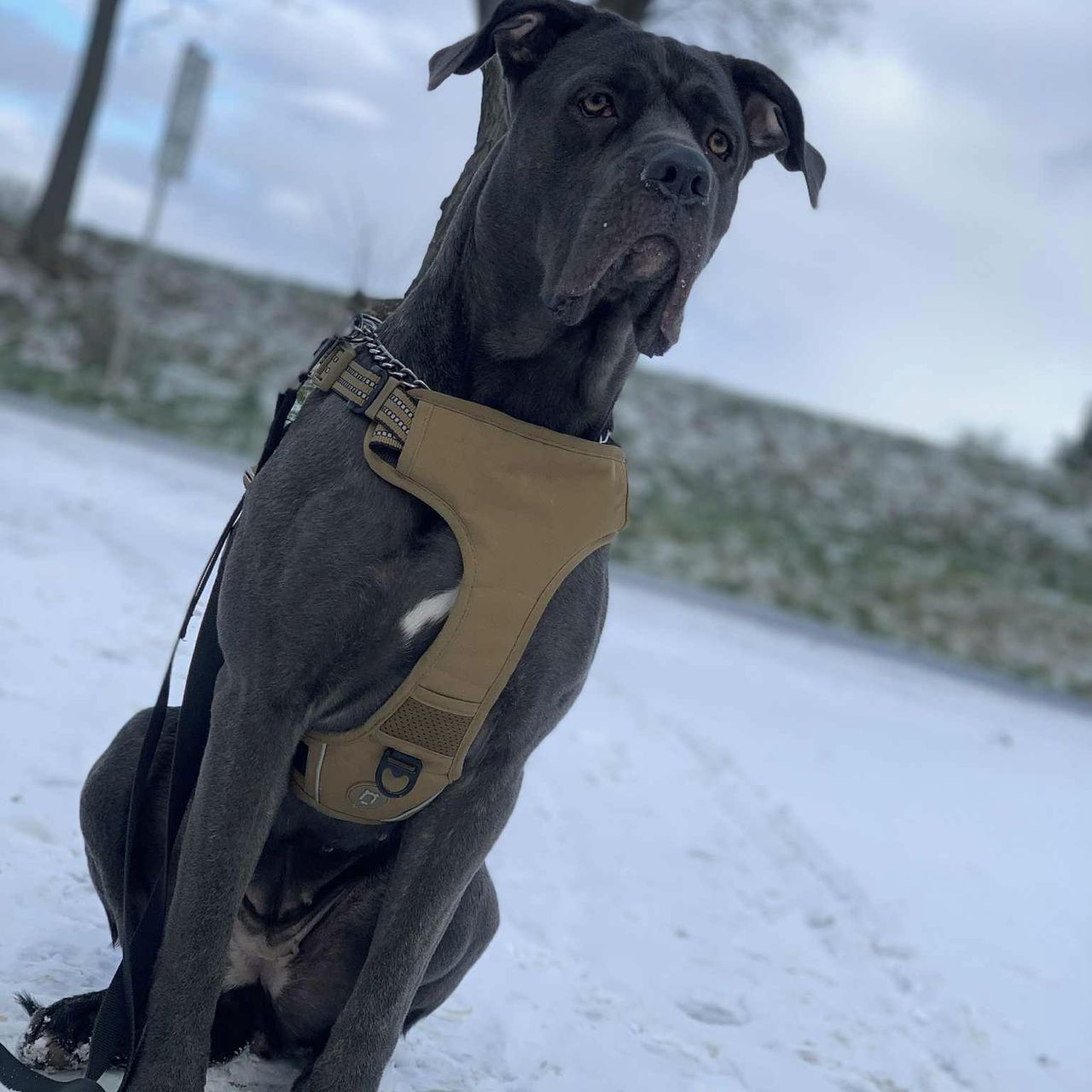 Soutěžní fotografie - Connie,  Italský corso pes