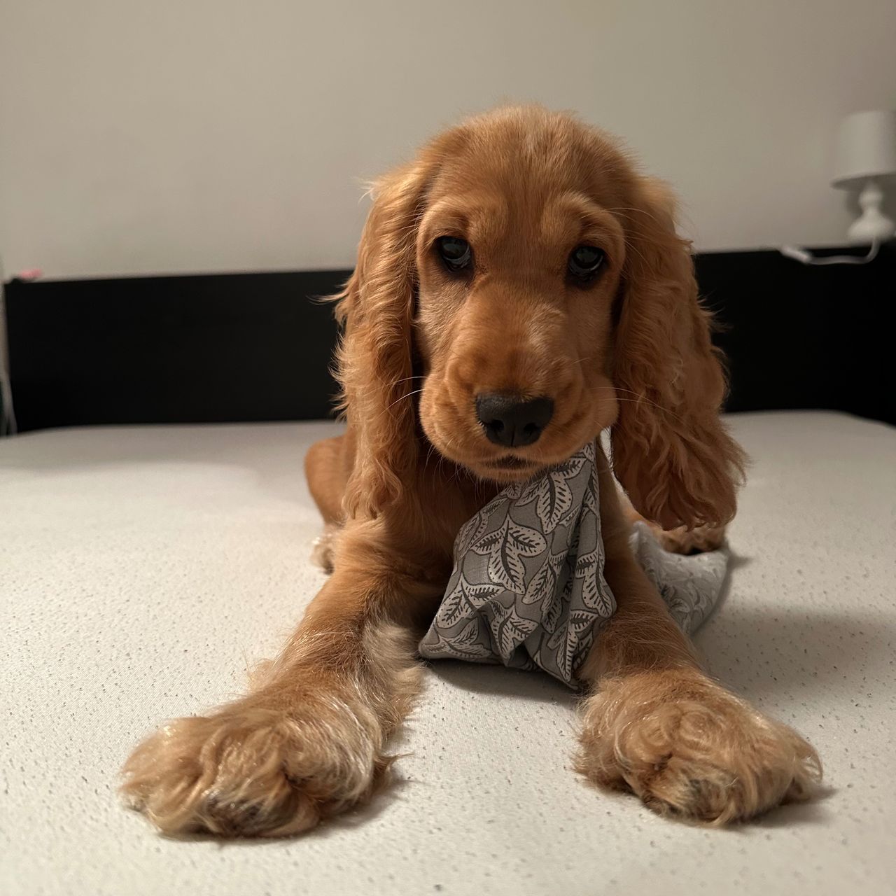 Soutěžní fotografie - Zoe,  Anglický kokršpaněl