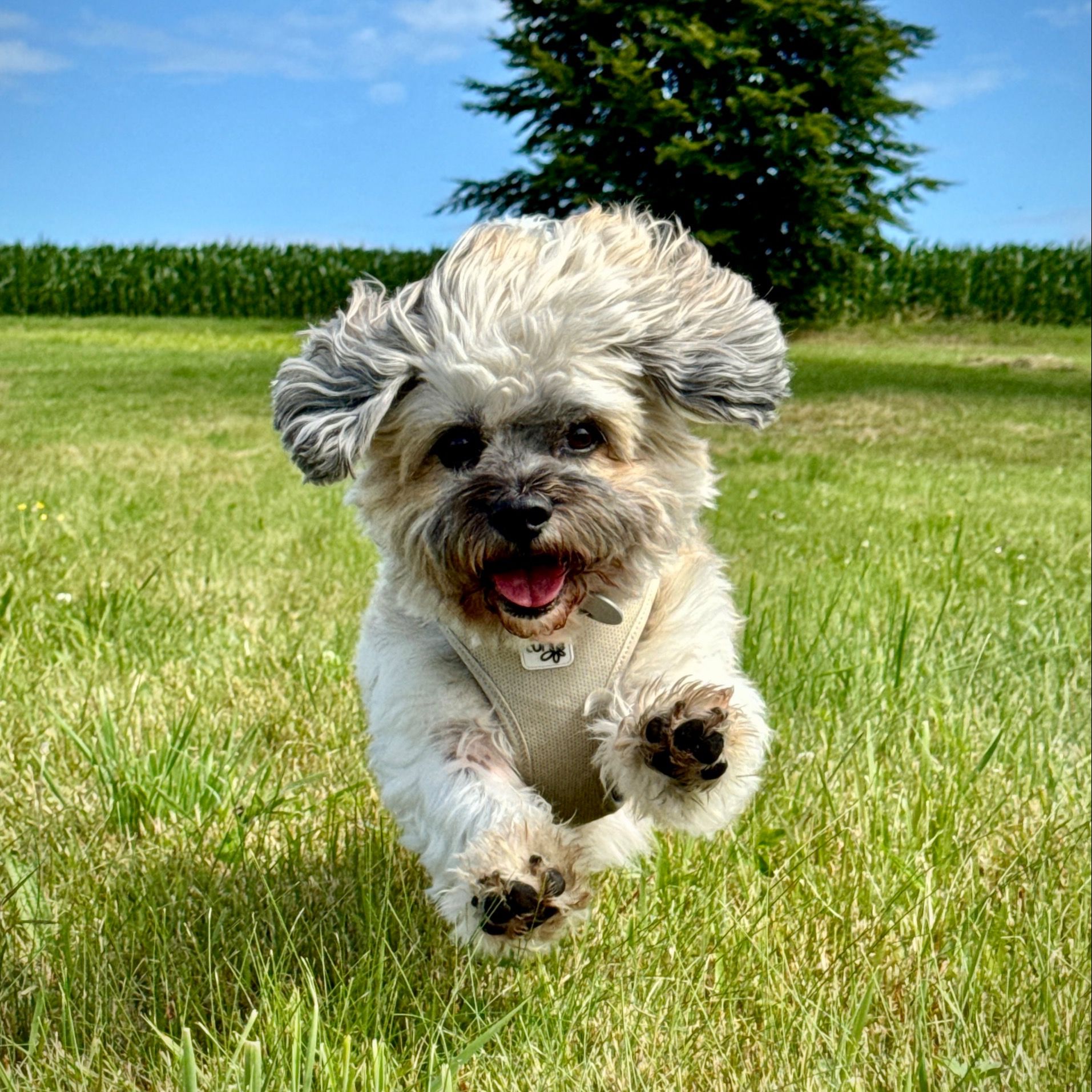 Soutěžní fotografie - Sulky,  Ostatní