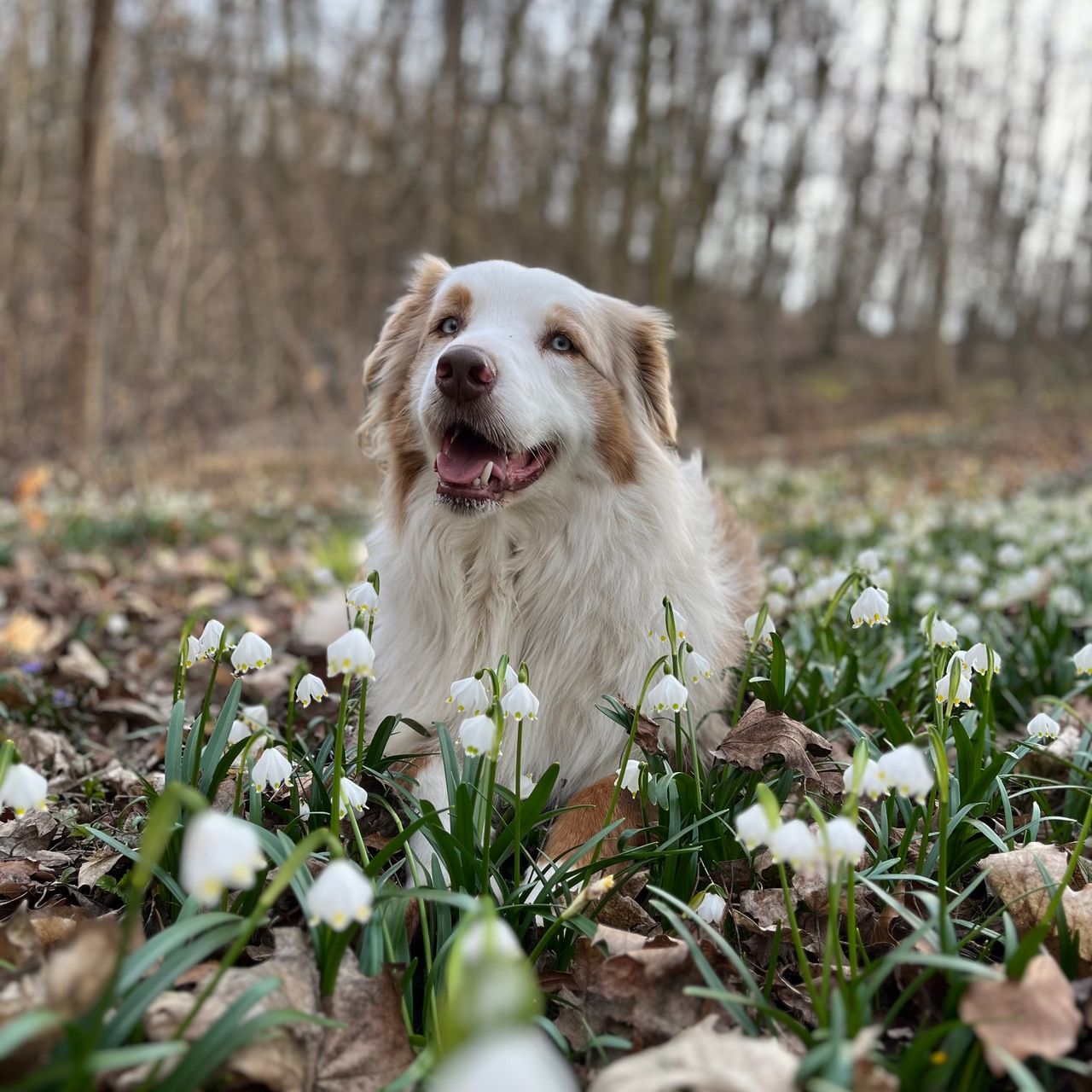 Soutěžní fotografie - Bady,  Australský ovčák
