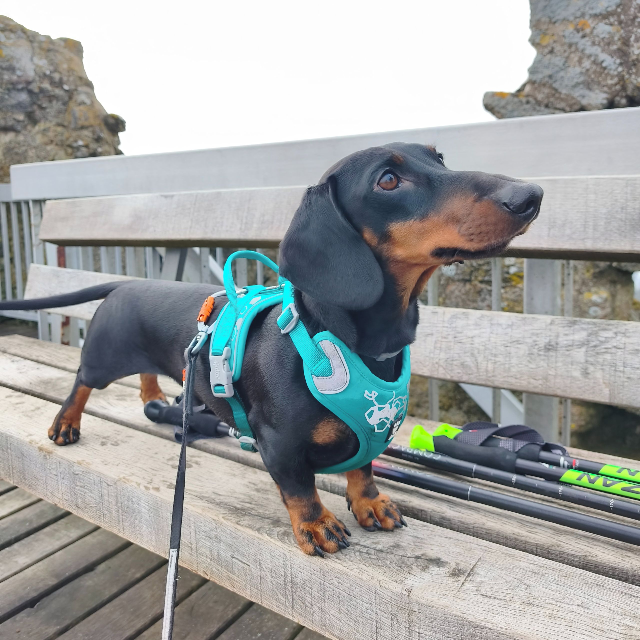 Soutěžní fotografie - Česťa,  Jezevčík