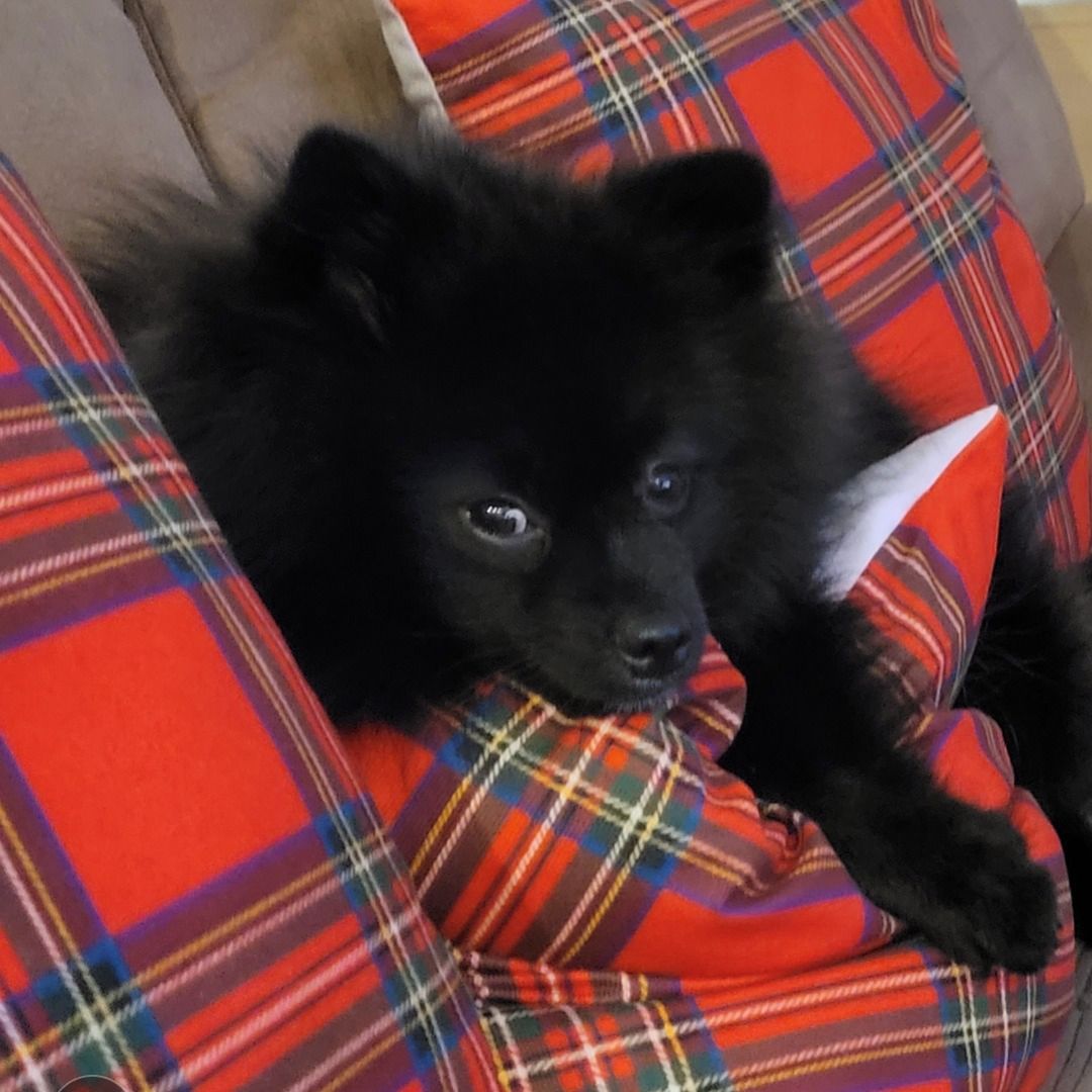 Soutěžní fotografie - Black,  Německý špic malý