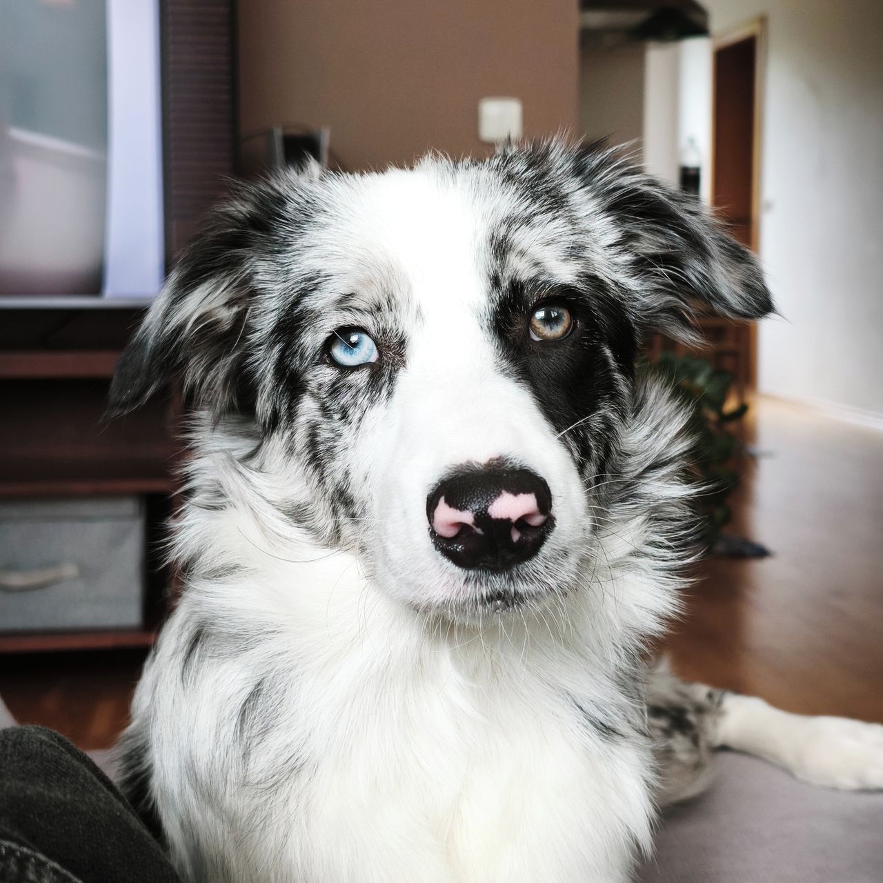 Soutěžní fotografie - Buddy,  Border kolie