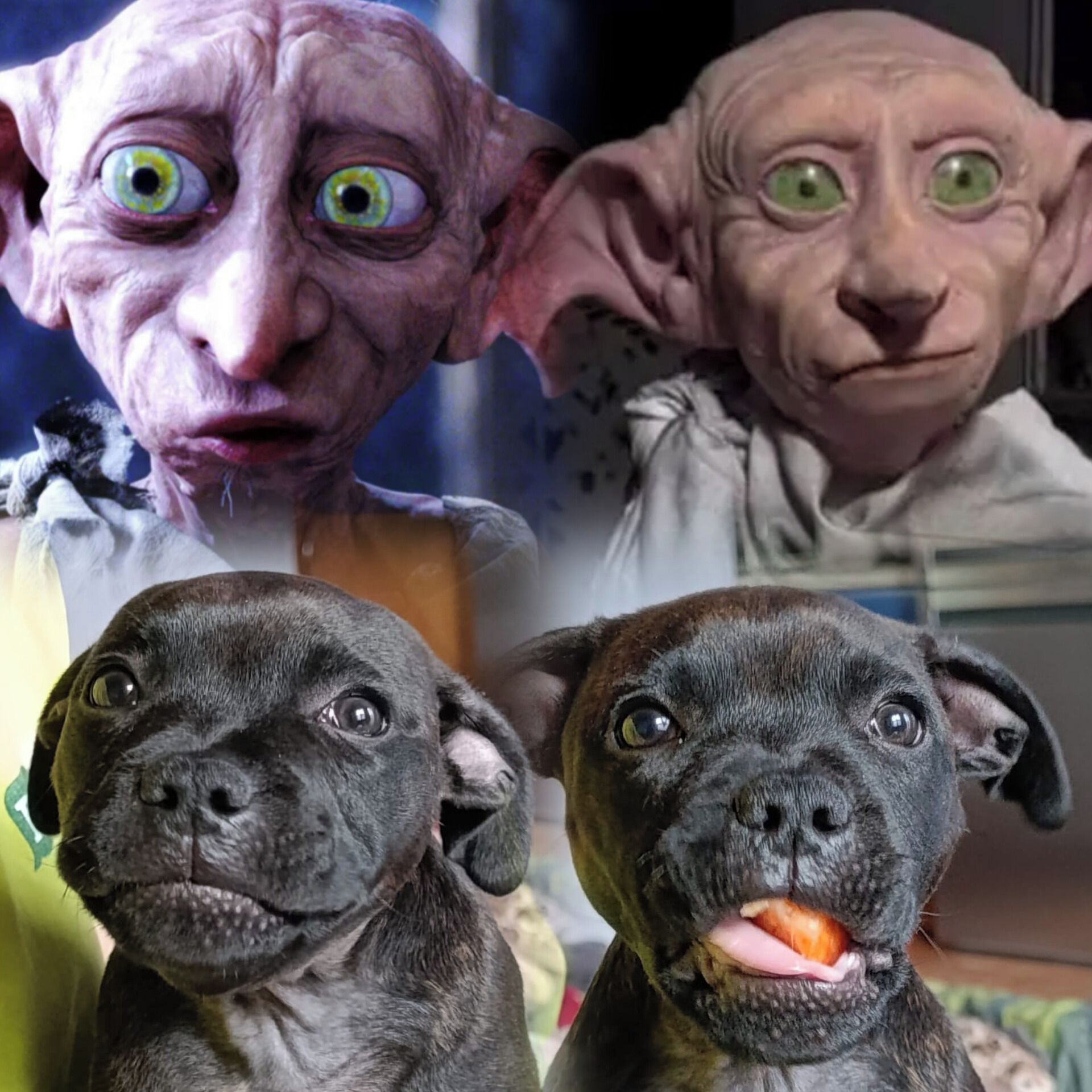 Soutěžní fotografie - Kvído,  Stafordšírský bullterier