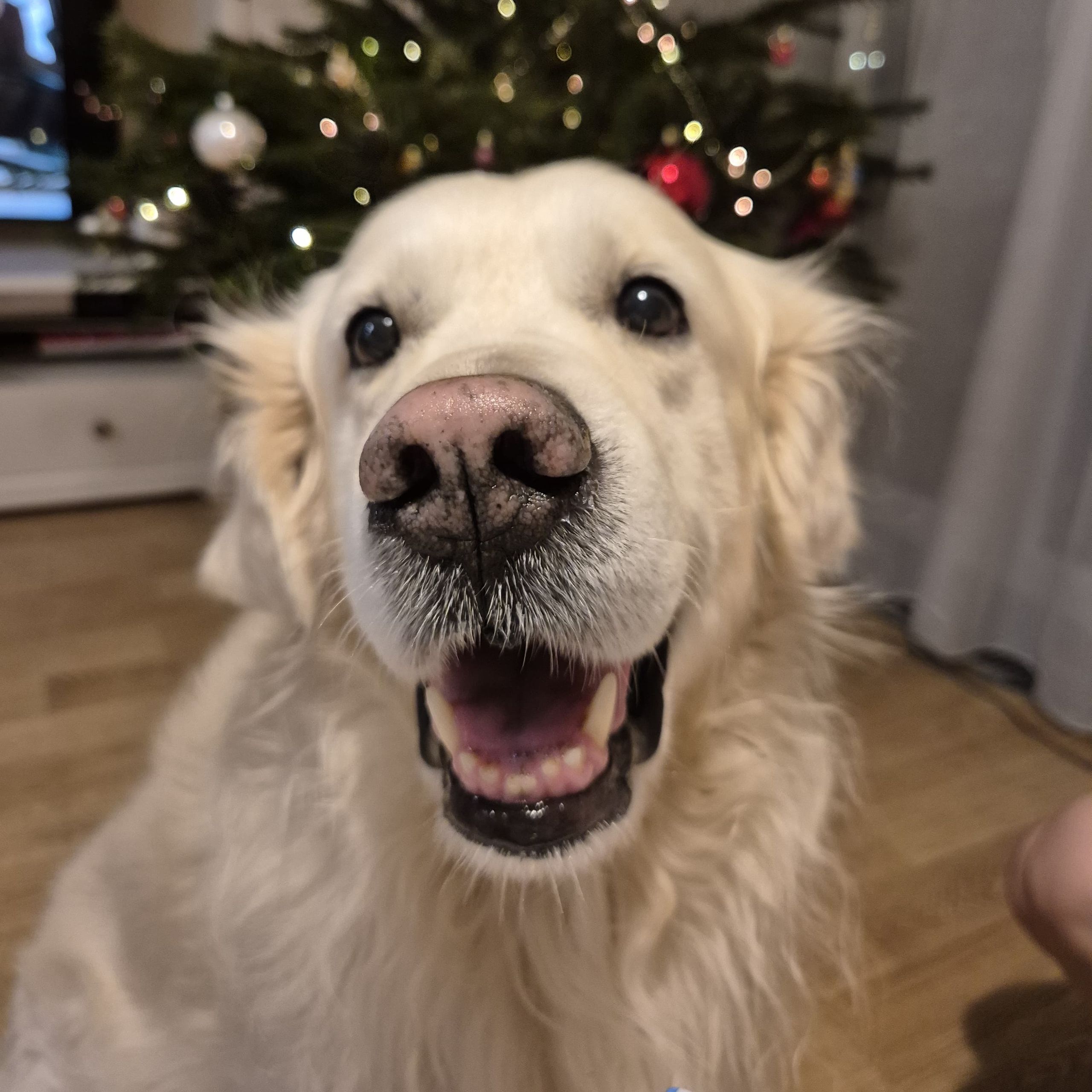 Soutěžní fotografie - Archi,  Zlatý retriever