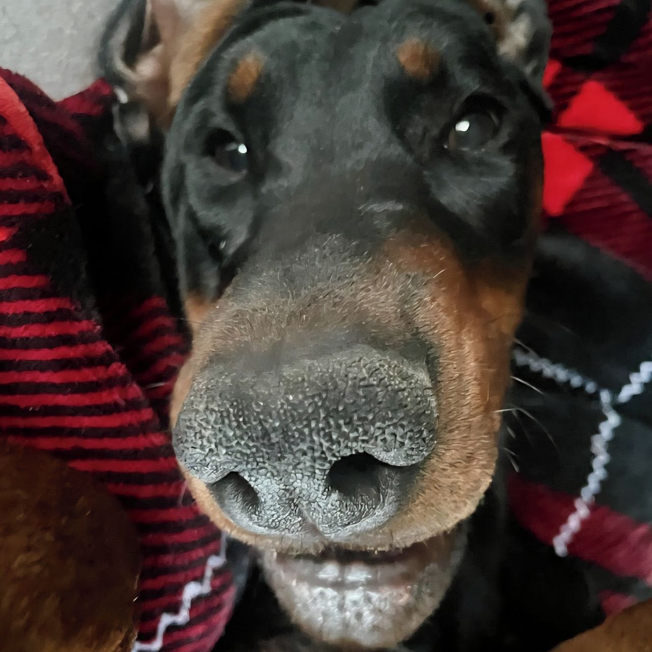 Soutěžní fotografie - Hulk,  Dobrman