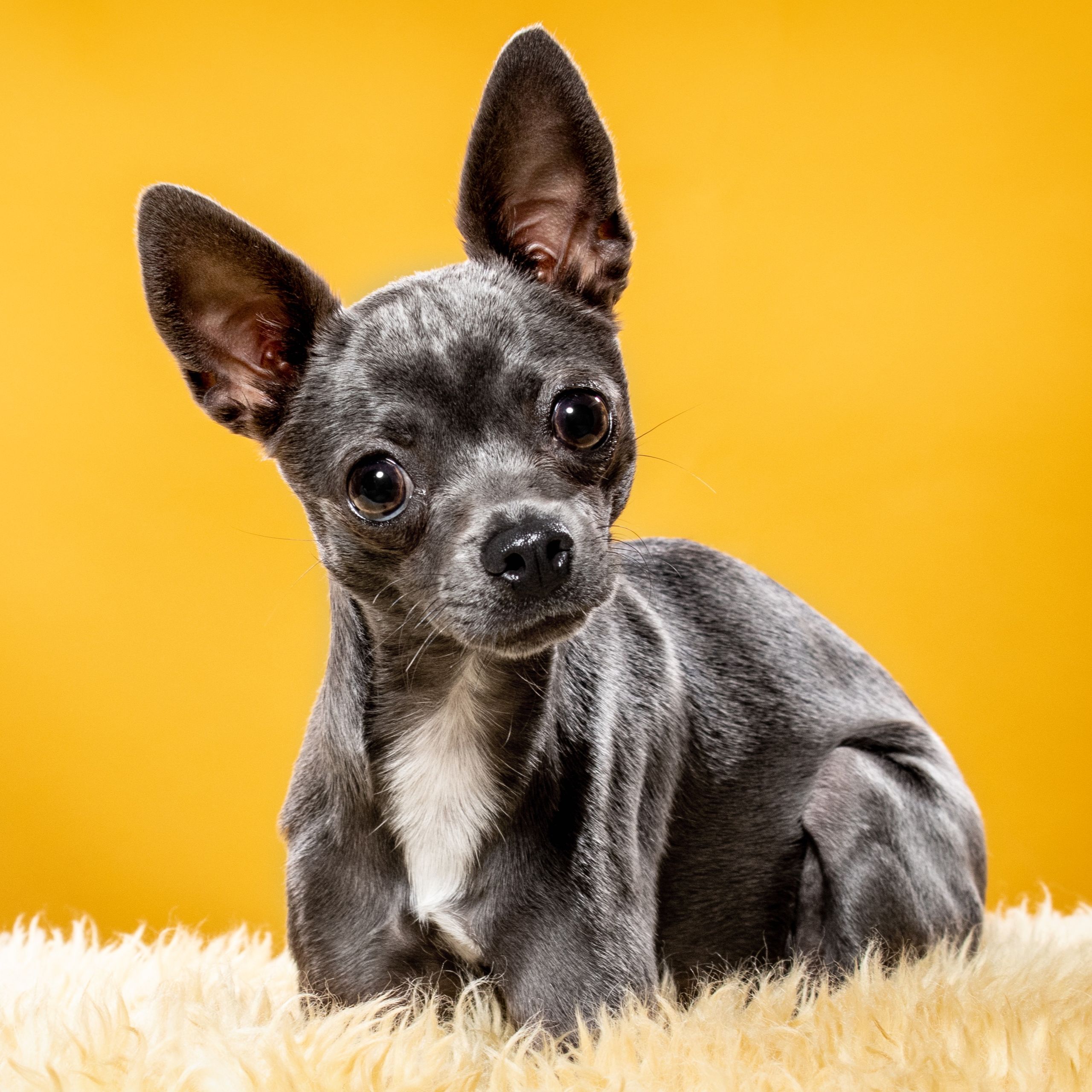 Soutěžní fotografie - Bibi,  Italský chrtík