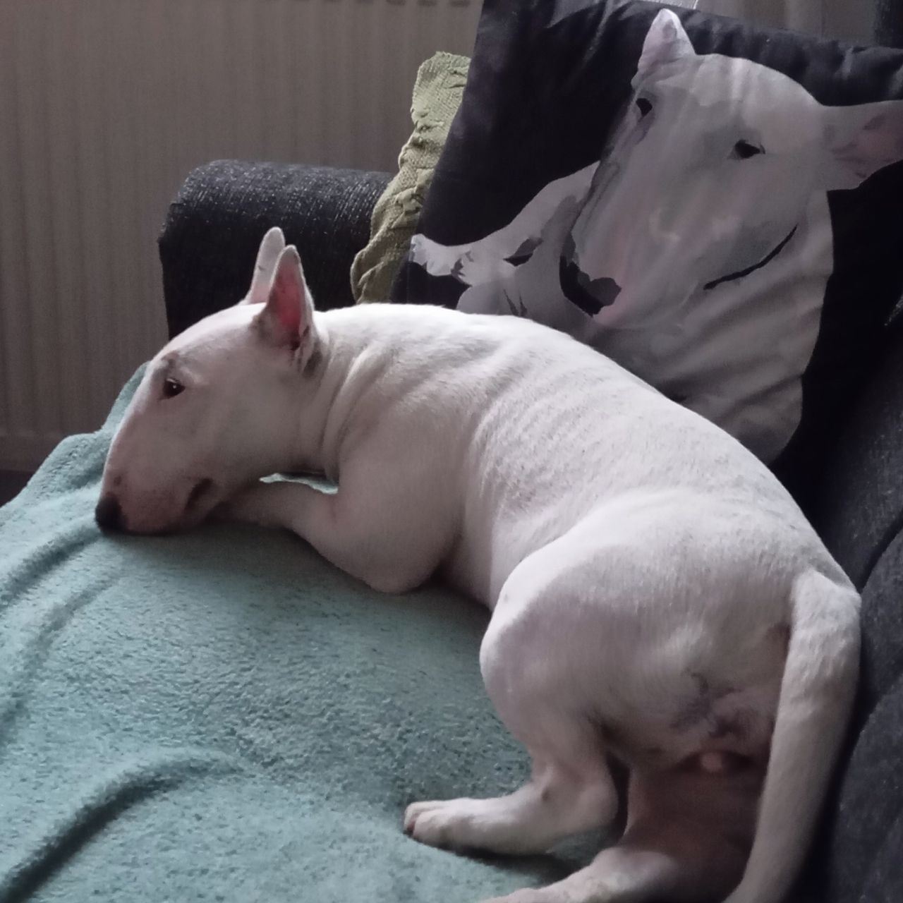 Soutěžní fotografie - Happy,  Miniaturní bulteriér