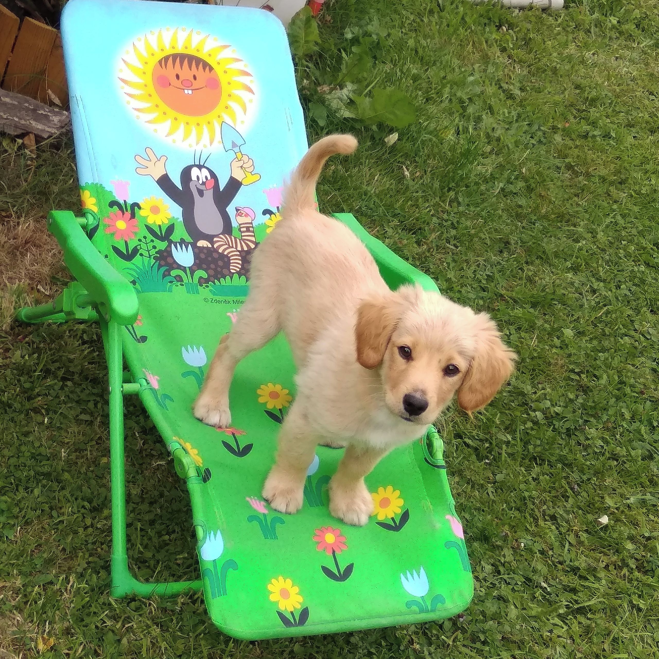 Soutěžní fotografie - Falco,  Ostatní