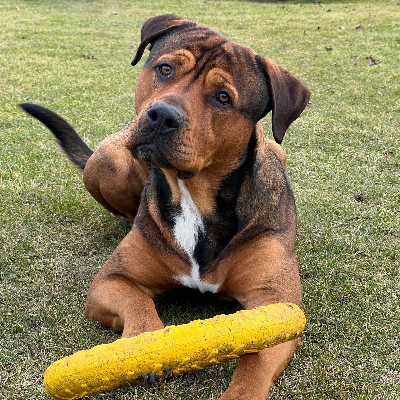 Soutěžní fotografie - Wade,  Ostatní