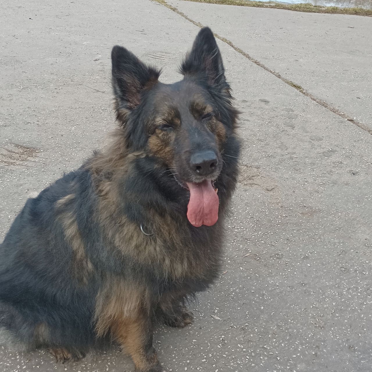 Soutěžní fotografie - ZARA,  Německý ovčák