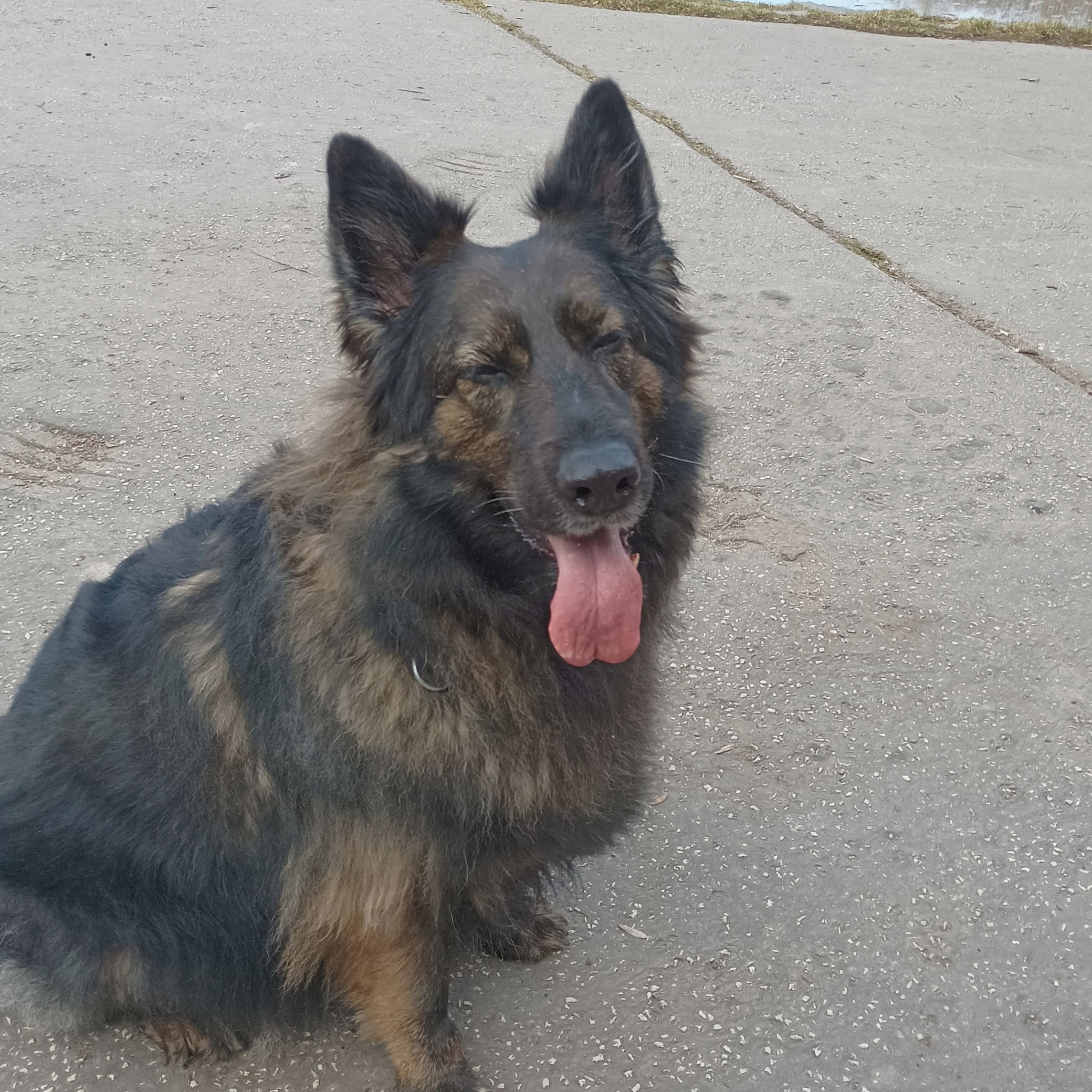 Soutěžní fotografie - ZARA,  Německý ovčák