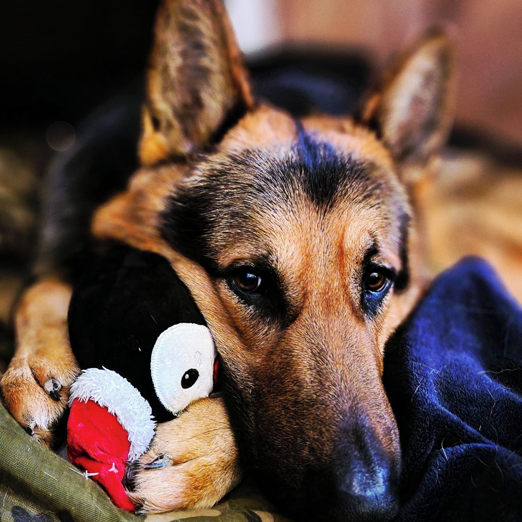 Soutěžní fotografie - HULK,  Německý ovčák