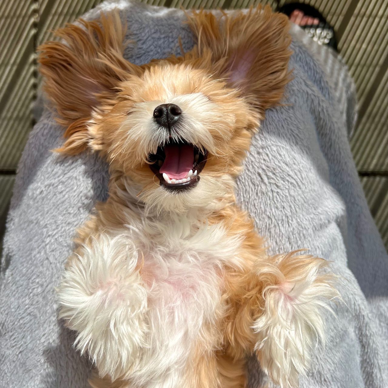 Soutěžní fotografie - Lula,  Maltézský psík