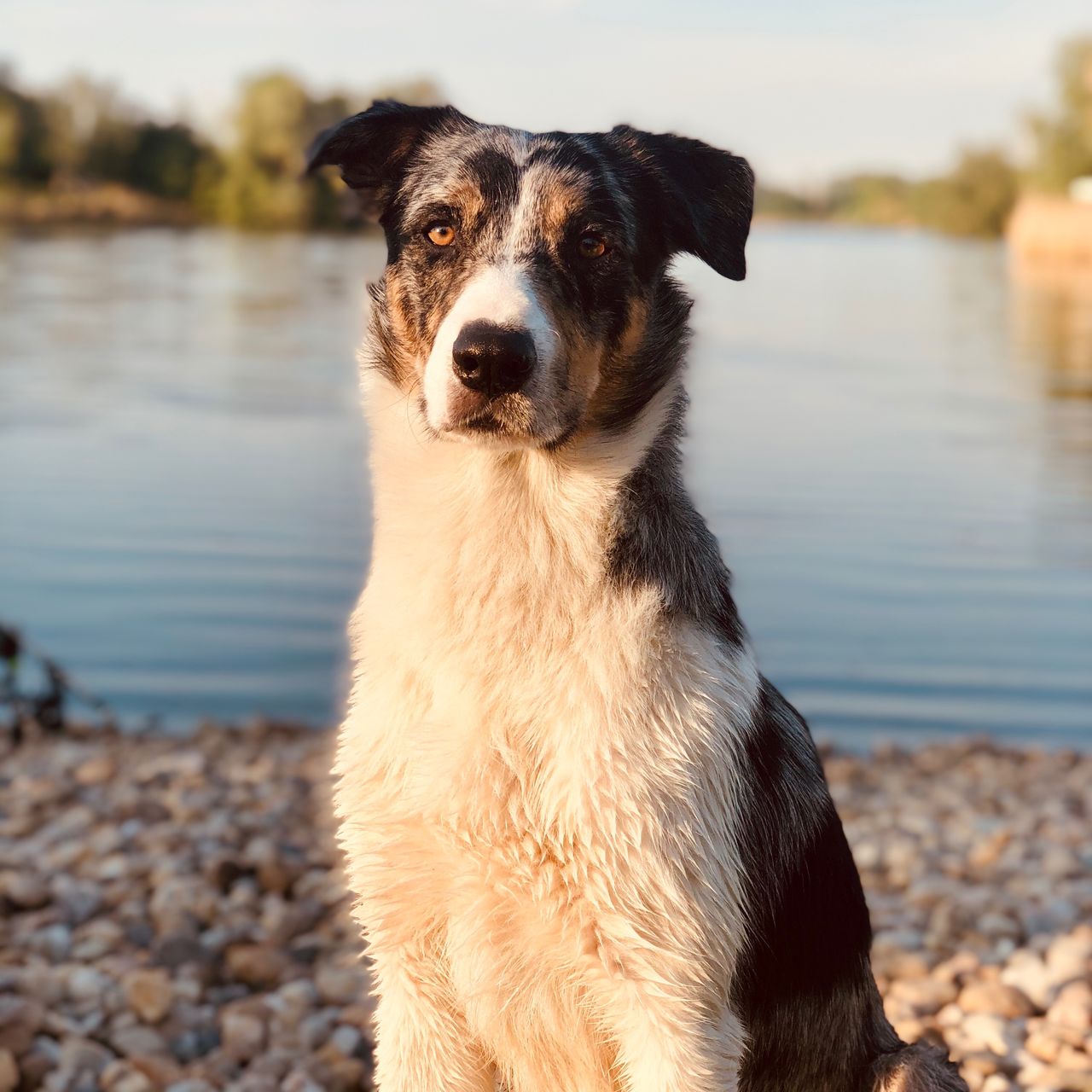 Soutěžní fotografie - Anakin,  Border kolie